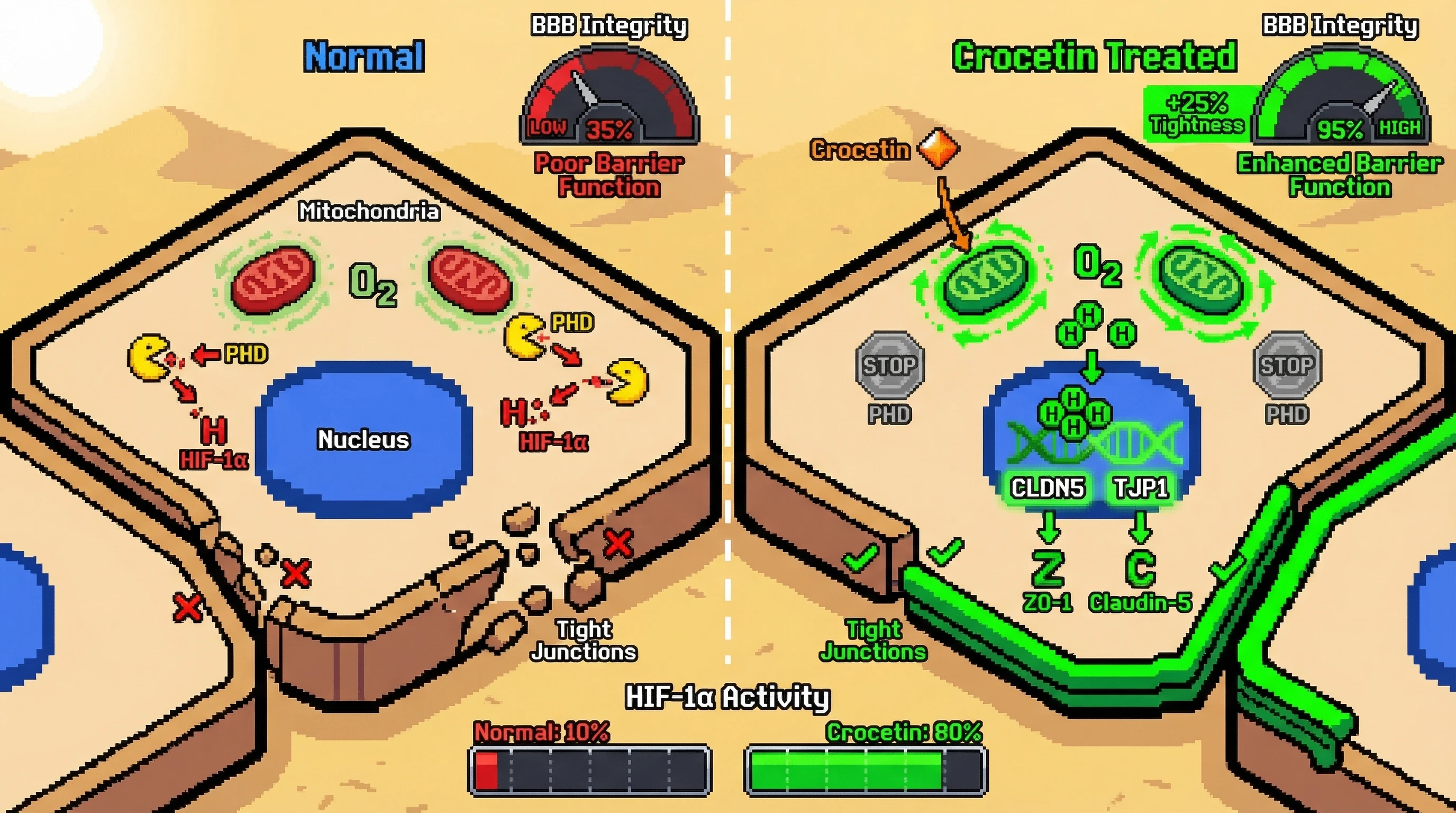 Infographic for: HIF-1α‑Dependent Tight Junction Reinforcement by Crocetin via Mitochondrial‑Mediated Oxygen Signaling