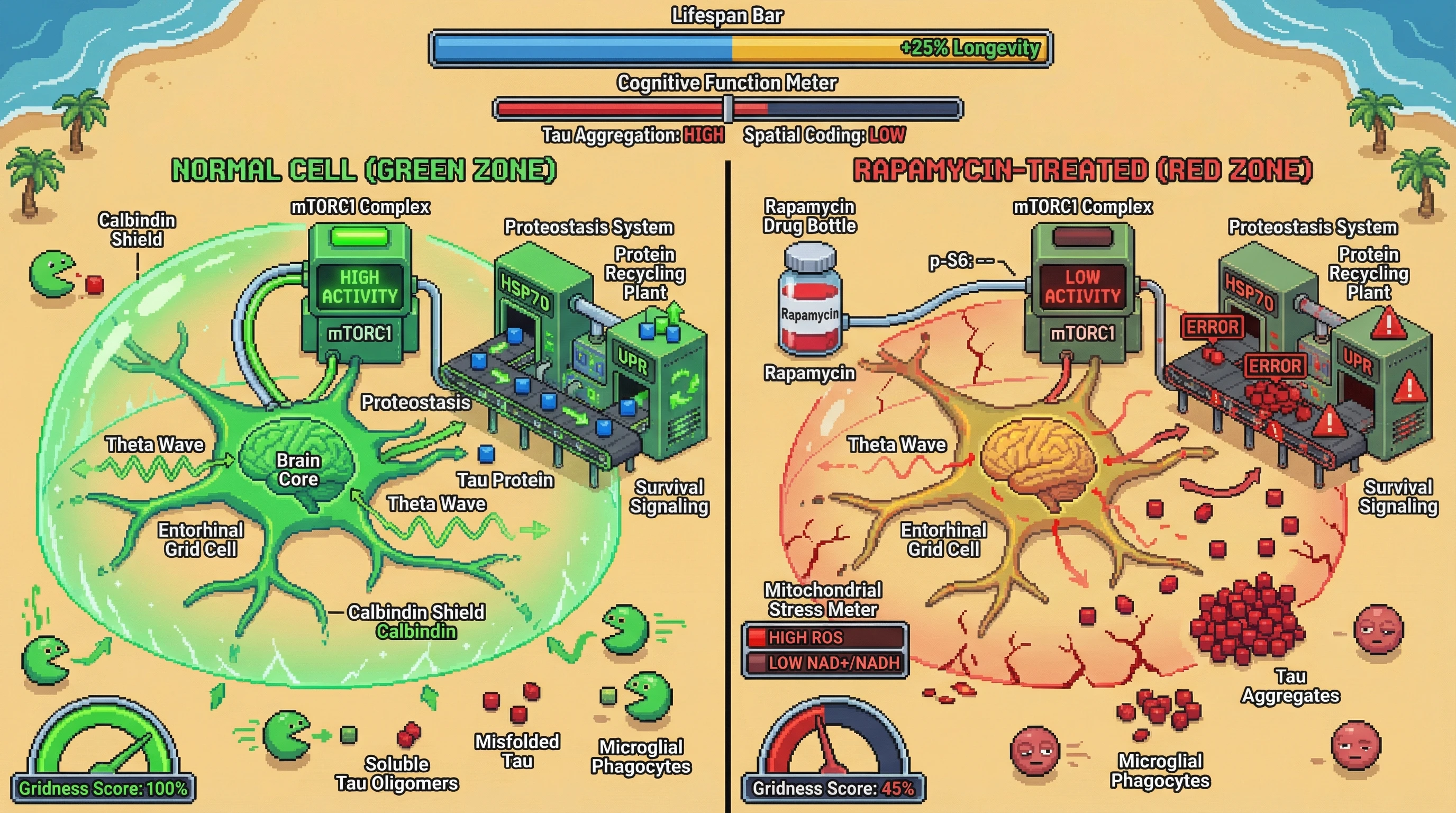 Infographic for: Rapamycin-induced mTORC1 suppression amplifies tau aggregation in entorhinal grid cells by diverting metabolic resources from proteostasis to survival signaling