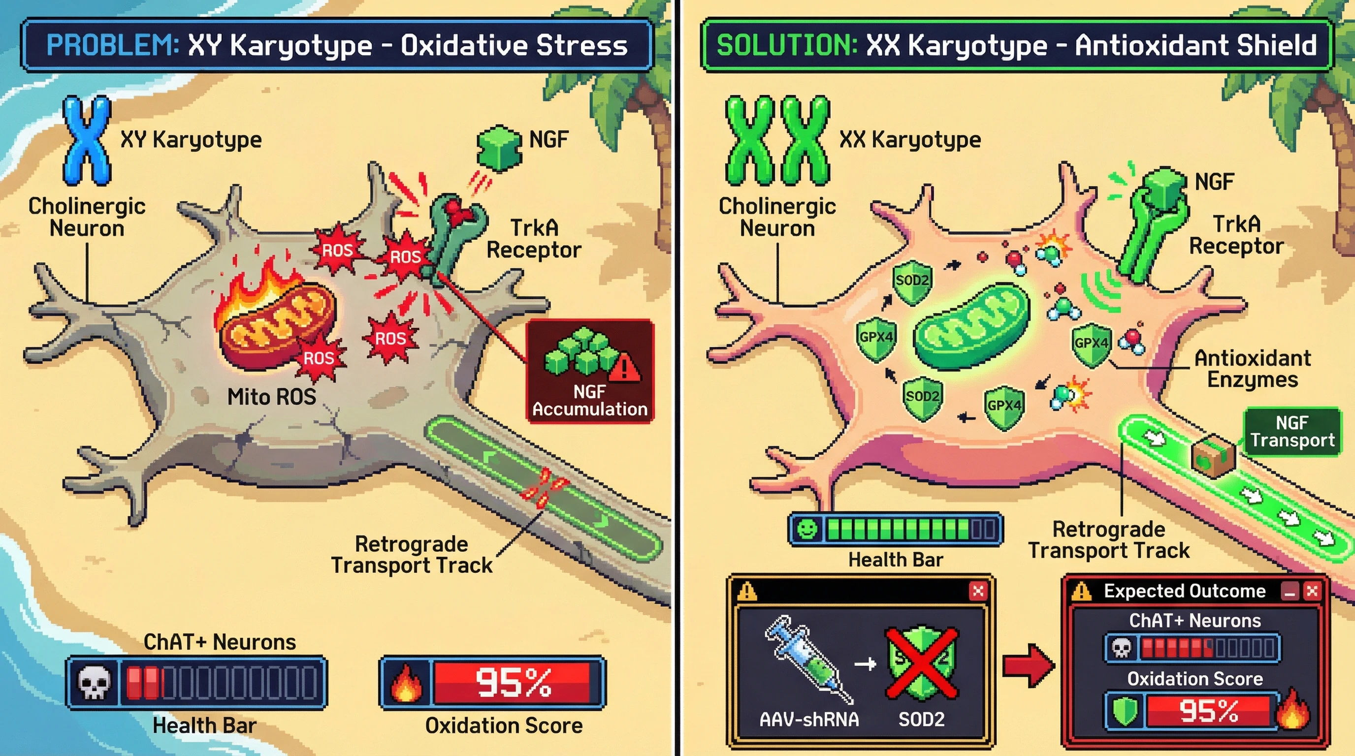 Mechanism: The XX karyotype provides a dosage advantage for X-linked mitochondrial antioxidant enzymes like SOD2 and GPX4, which reduce oxidative stress and preserve TrkA-mediated NGF retrograde transport in cholinergic neurons. Readout: Readout: XX cells exhibit reduced mitochondrial ROS, increased ChAT+ neuron density, and enhanced NGF transport compared to XY cells, with Sod2 knockdown reversing these benefits.