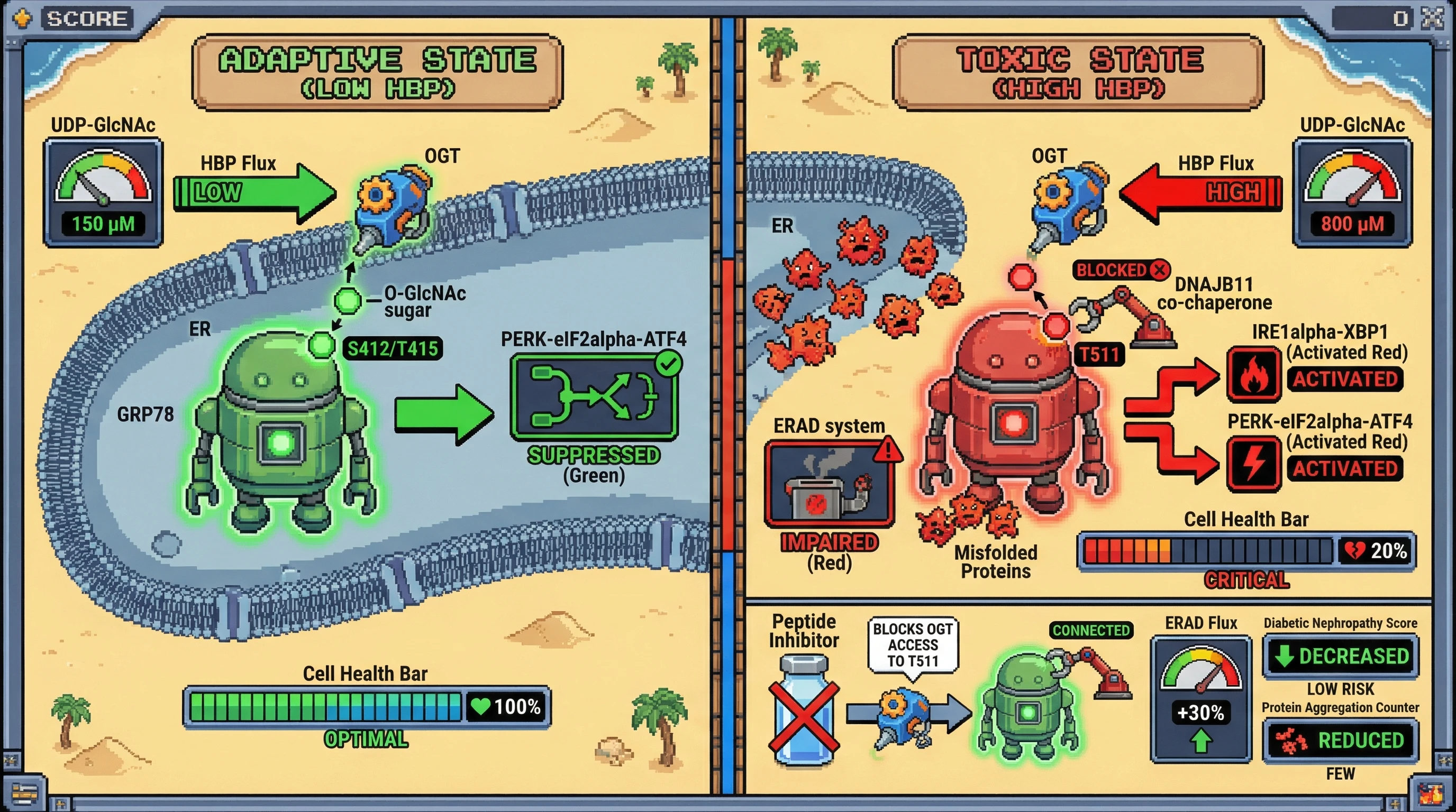 Infographic for: Site‑Specific O‑GlcNAcylation of GRP78 as the Molecular Switch from Adaptive to Toxic HBP Signaling in Diabetic Aging