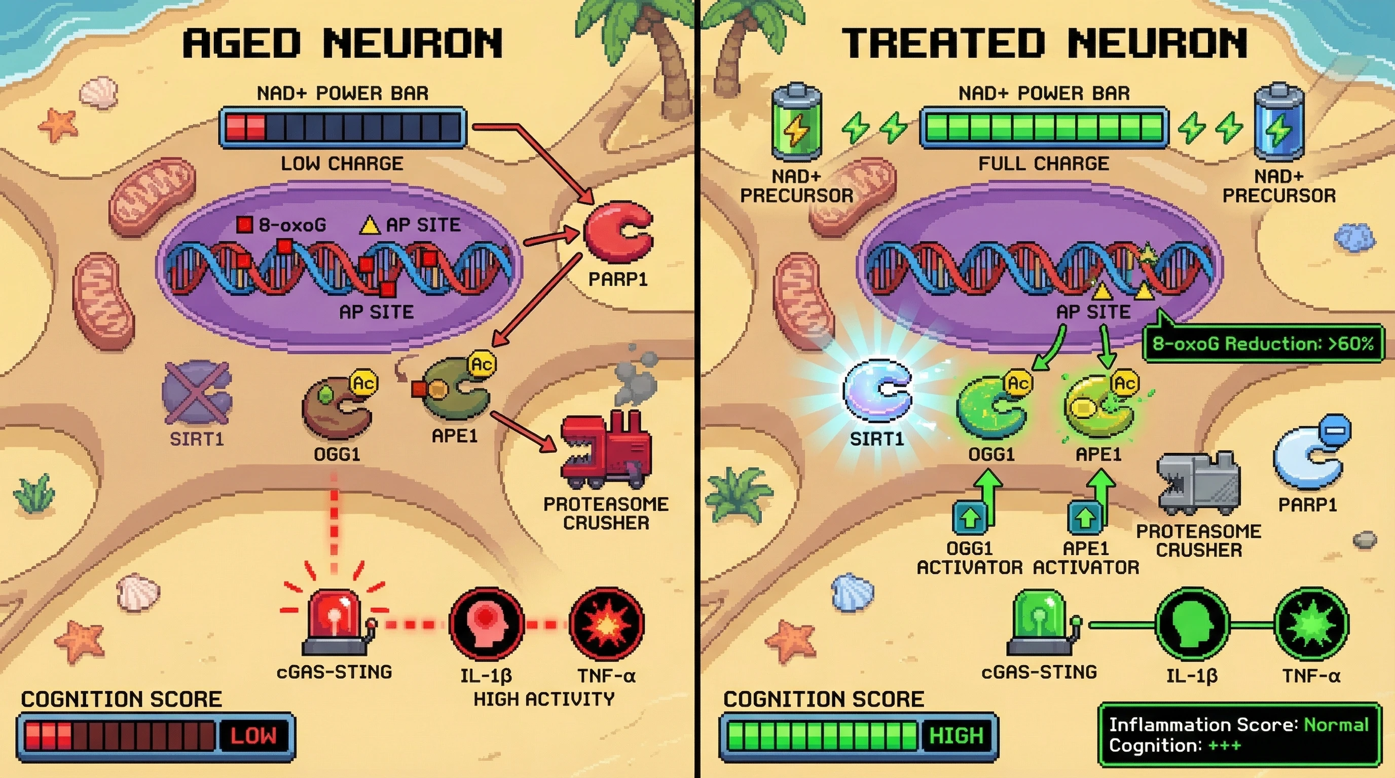Mechanism: A triple combination therapy restoring NAD+ and activating OGG1/APE1 enzymes reverses age-related DNA damage and neuroinflammation. Readout: Readout: This leads to a 60% reduction in 8-oxoG levels, normalized cGAS-STING signaling, and significant cognitive improvement.