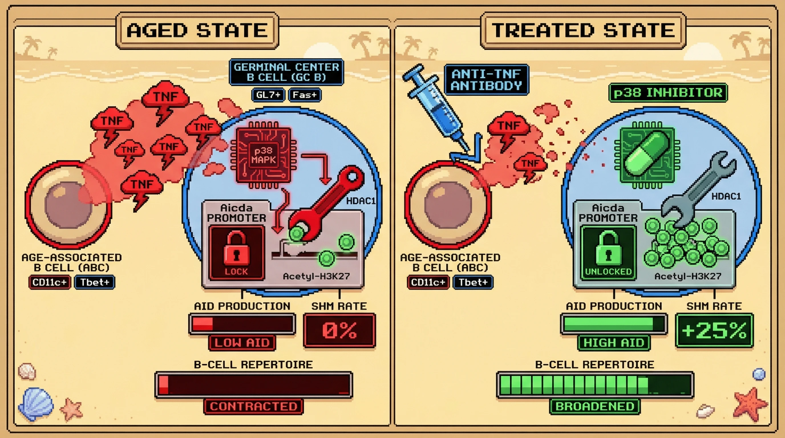 Infographic for: TNF-Secreting Age-Associated B Cells Impair AID Expression via Epigenetic Silencing, Driving Germinal Center Selection Failure in Aging