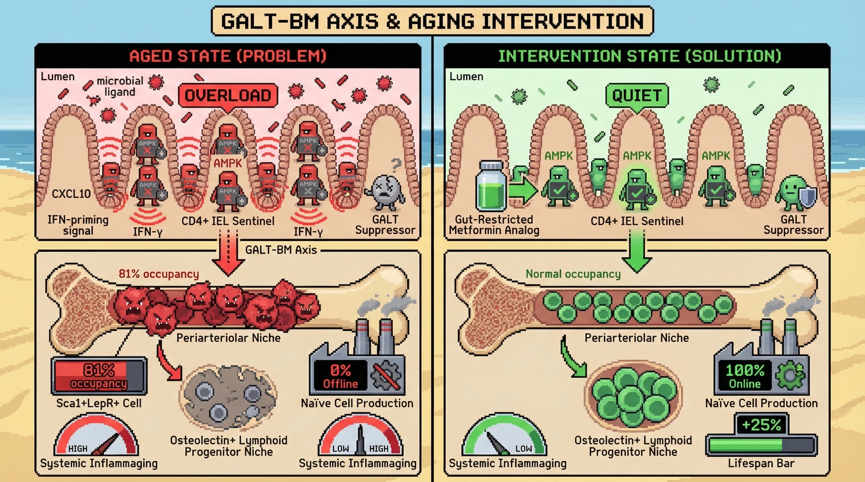 Mechanism: In aging, overactive CD4+ IELs in the gut, due to GALT suppressive failure, secrete IFN-priming factors that expand Sca1+LepR+ cells in the bone marrow, disrupting lymphoid progenitor niches. Readout: Readout: Gut-restricted metformin analogs activate IEL AMPK, stopping IFN-priming signals, preventing Sca1+LepR+ cell expansion, and rejuvenating bone marrow niches, leading to a projected +25% lifespan increase.