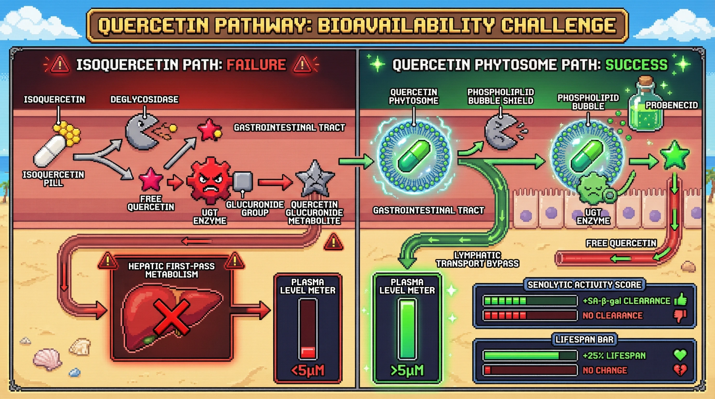 Infographic for: Quercetin Phytosome Achieves Senolytic Plasma Concentrations via Lymphatic Transport and UGT Inhibition, Whereas Isoquercetin Fails Due to Rapid First-Pass Metabolism