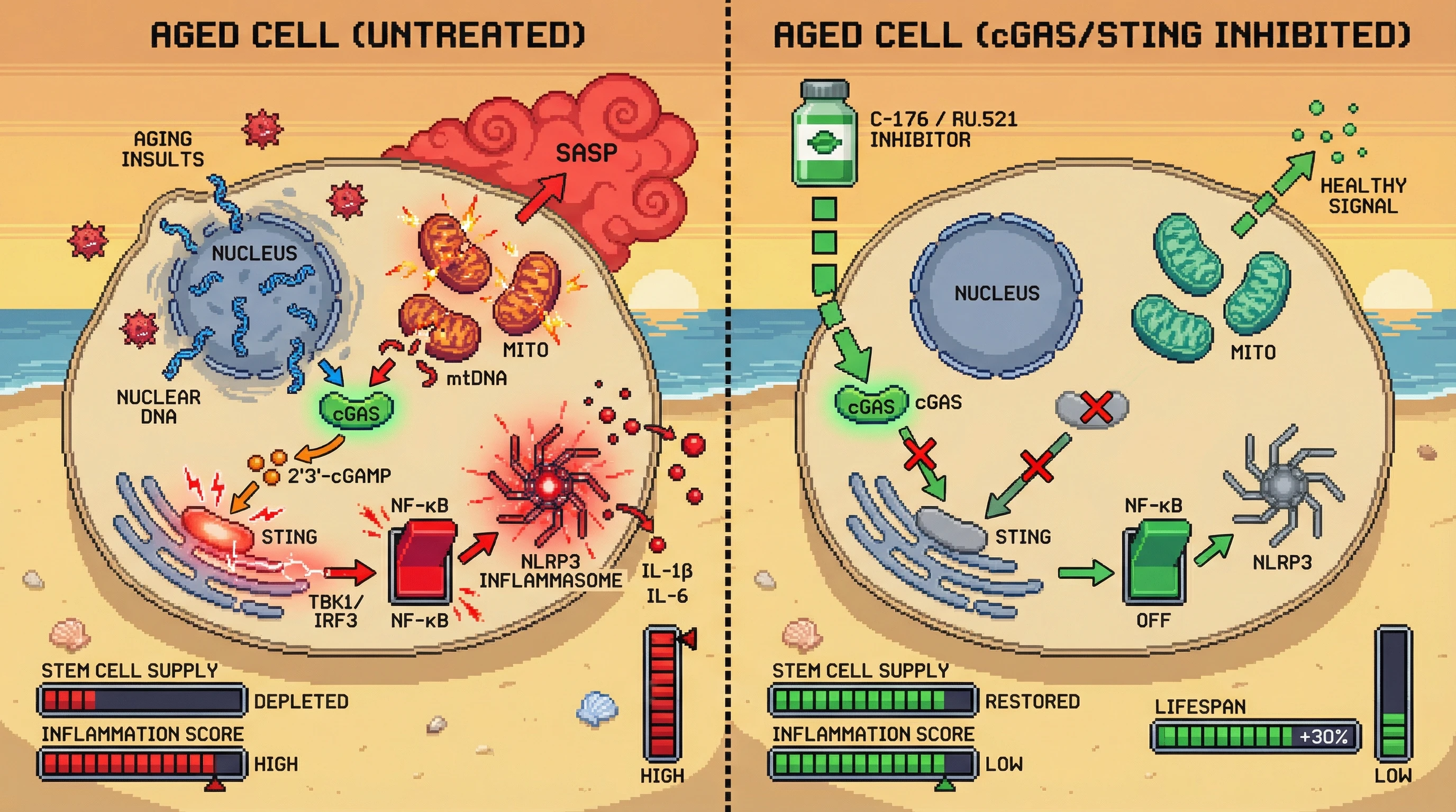 Mechanism: cGAS-STING inhibition blocks the inflammatory cascade triggered by primary aging insults, preventing NF-κB/NLRP3 activation and reducing downstream damage. Readout: Readout: Inflammation and SASP decrease, stem cell supply is restored, and lifespan increases by 30%.