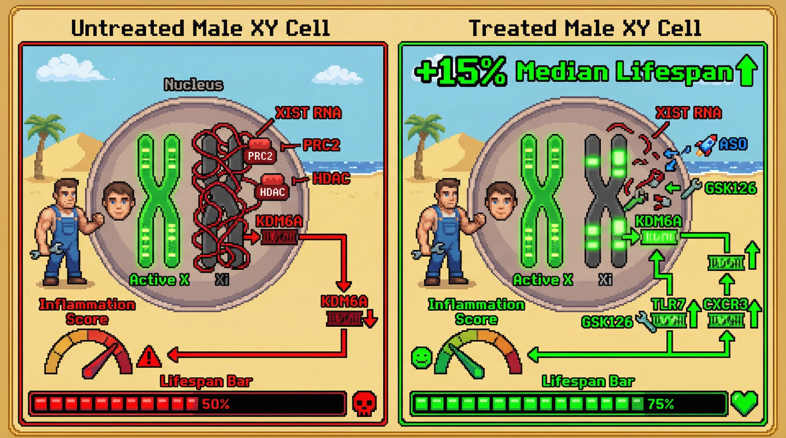 Infographic for: X Chromosome Dosage Enhancement as a Longevity Intervention: Reactivating the Inactive X in Males Mimics XX Survival Advantage