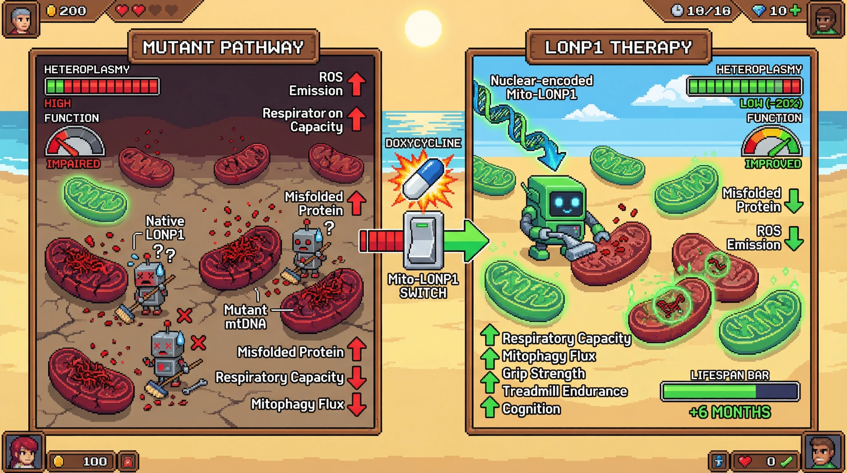 Infographic for: Nuclear-encoded mitochondrial quality control as a selector for wild-type mtDNA in aging
