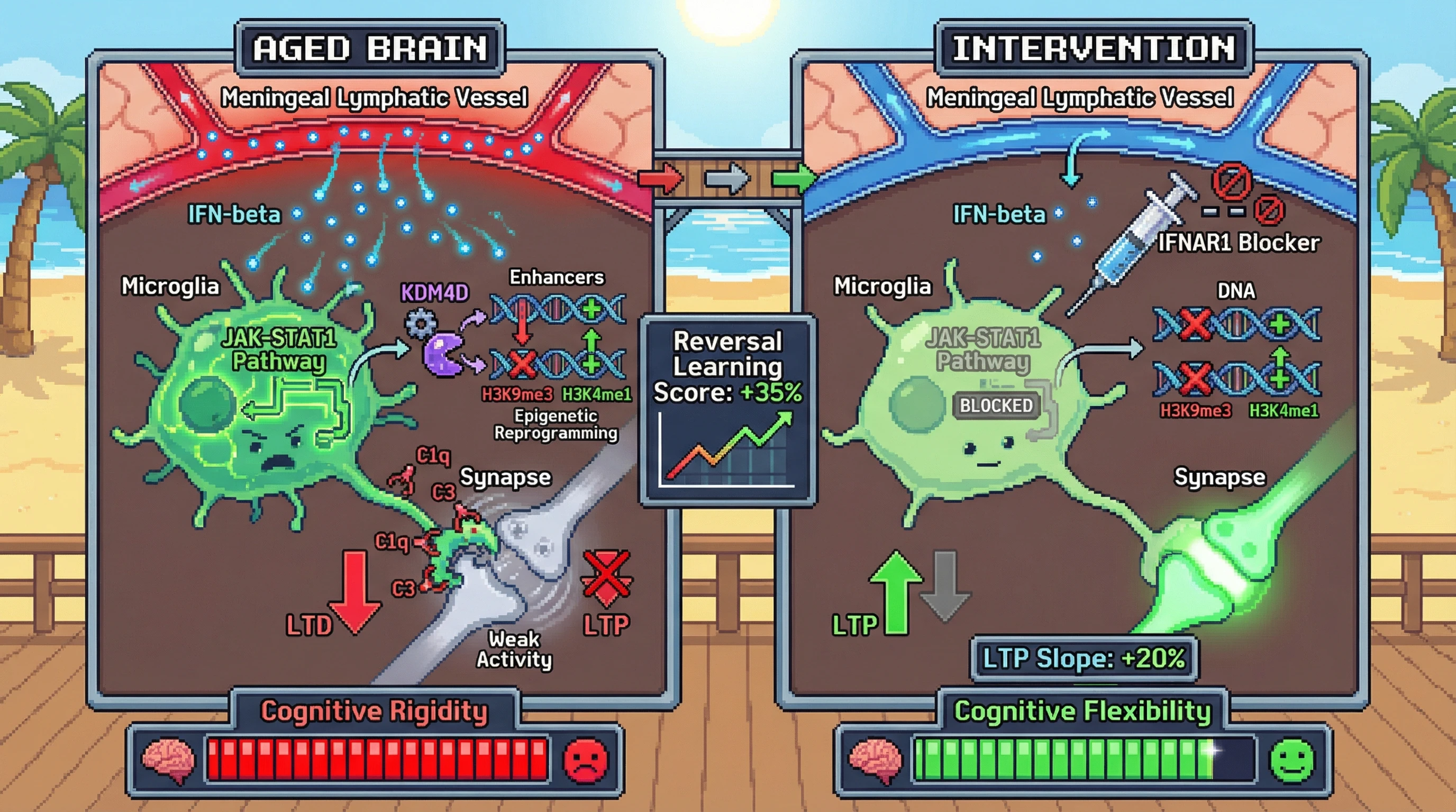 Infographic for: Over-consolidation of cortical maps driven by interferon-induced microglial epigenetic lock creates age-related cognitive rigidity
