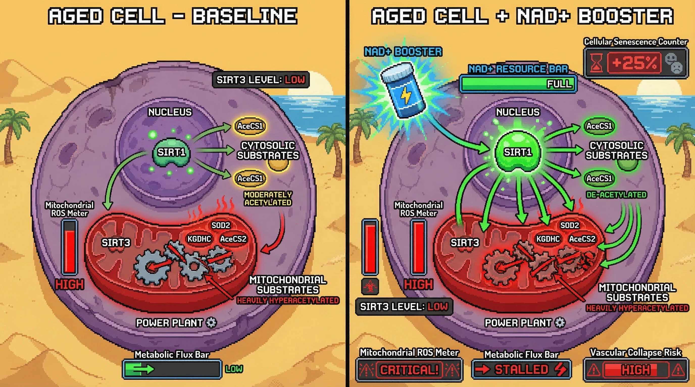 Mechanism: NAD+ boosters activate cytosolic SIRT1 but cannot compensate for deficient mitochondrial SIRT3 in aged cells, leading to desynchronized metabolism. Readout: Readout: This causes cytosolic substrates to accumulate and mitochondrial machinery to stall, exacerbating ROS production and increasing cellular senescence.