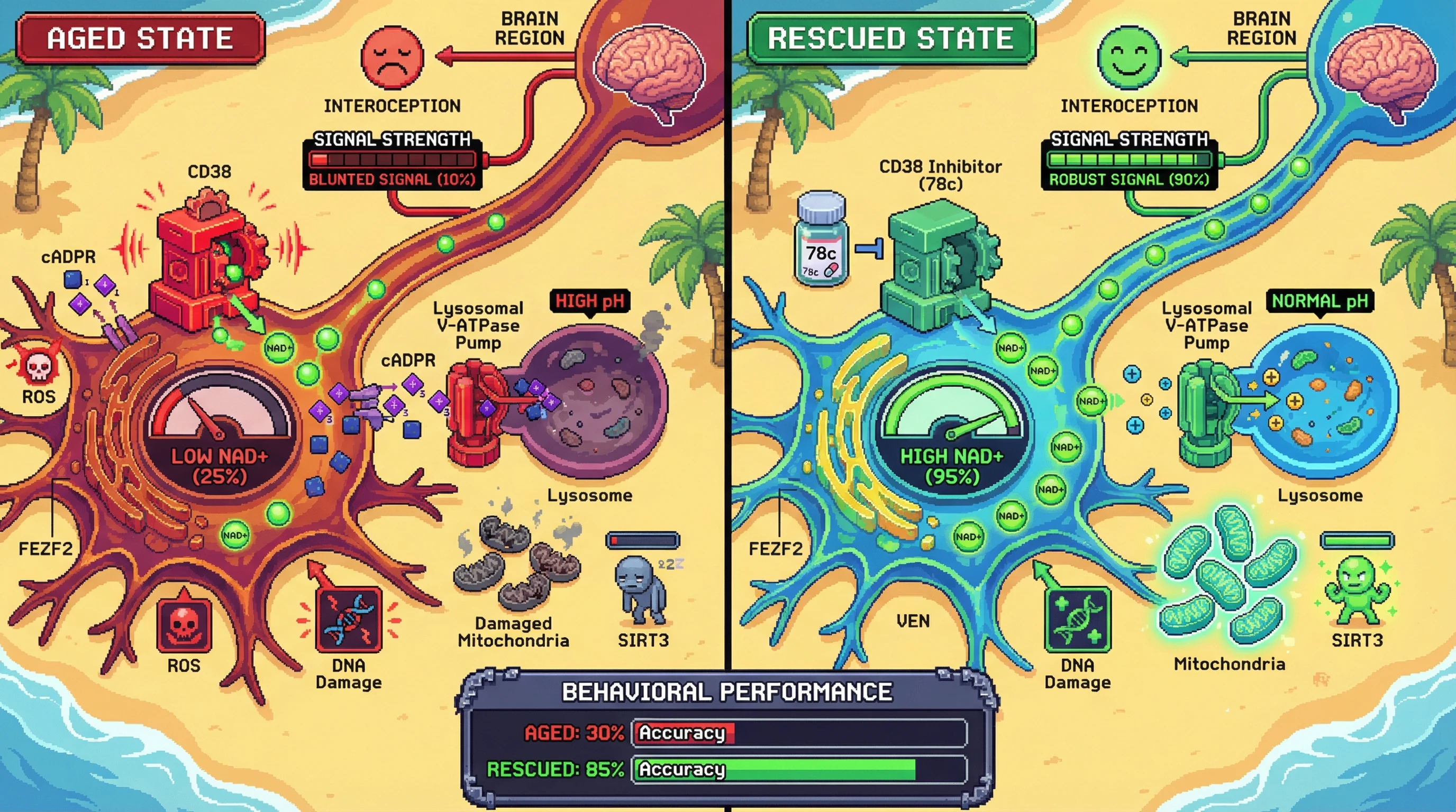 Infographic for: Localized CD38 upregulation in von Economo neurons creates an NAD+ sink that disrupts insular interoceptive signaling via impaired lysosomal autophagy