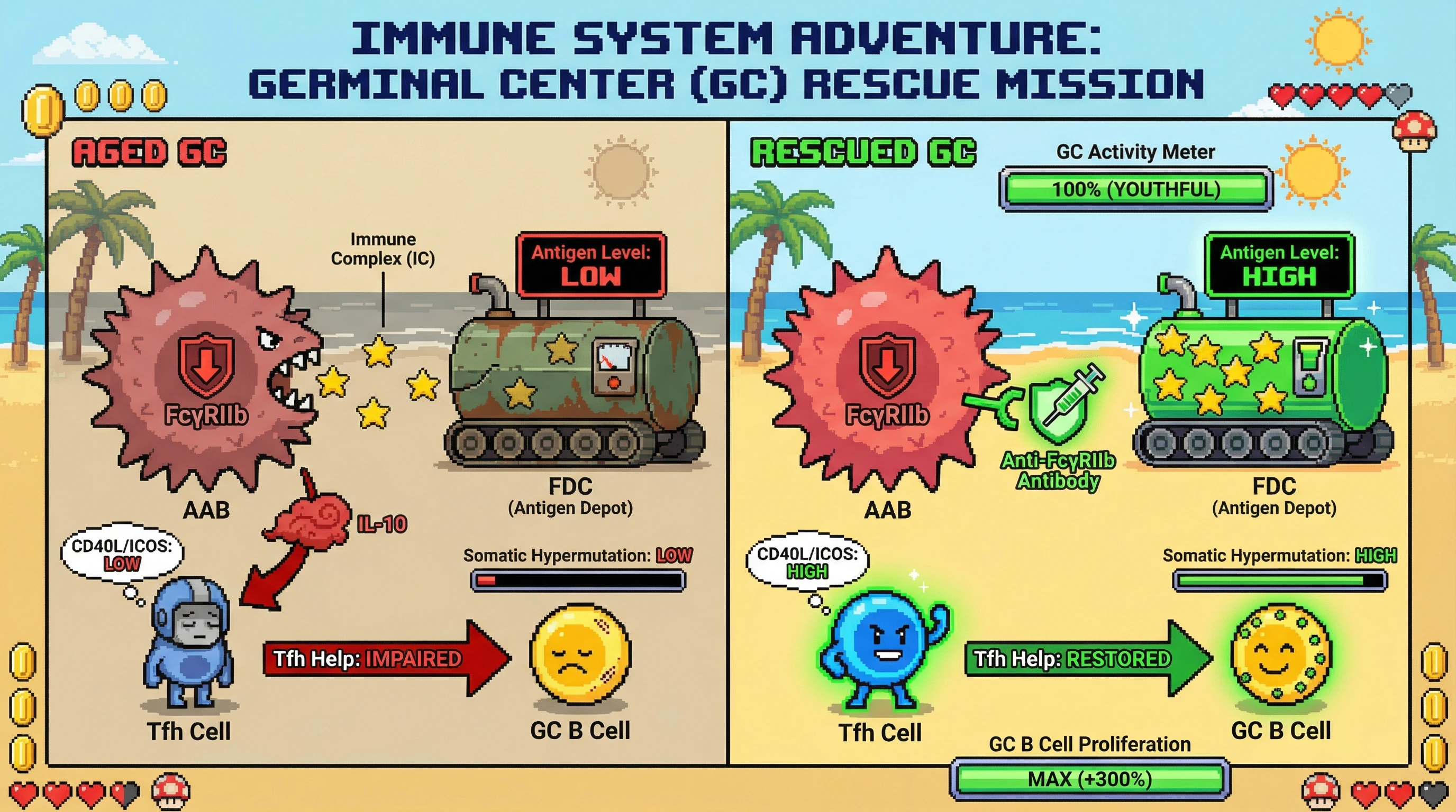 Mechanism: Age-associated B cells (AABs) overexpress FcγRIIb, sequestering immune complexes from FDCs and producing IL-10, which suppresses Tfh cells and impairs germinal center function. Readout: Readout: Blocking FcγRIIb restores antigen levels on FDCs, increases Tfh help, and boosts GC B cell proliferation and somatic hypermutation to youthful levels.