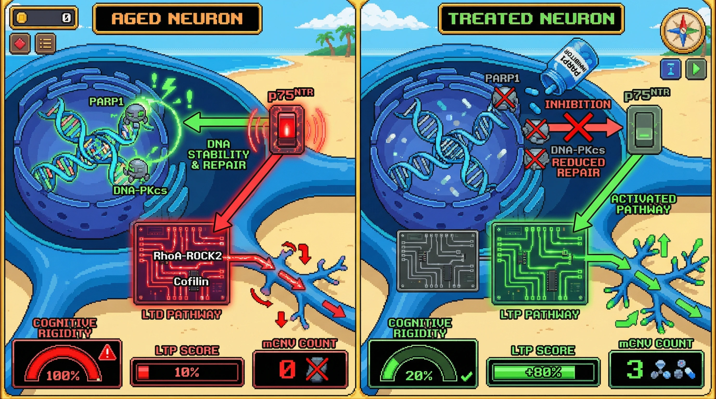 Infographic for: Neuronal genome hyper-stability drives age-related cognitive rigidity through p75^NTR‑linked suppression of LTP