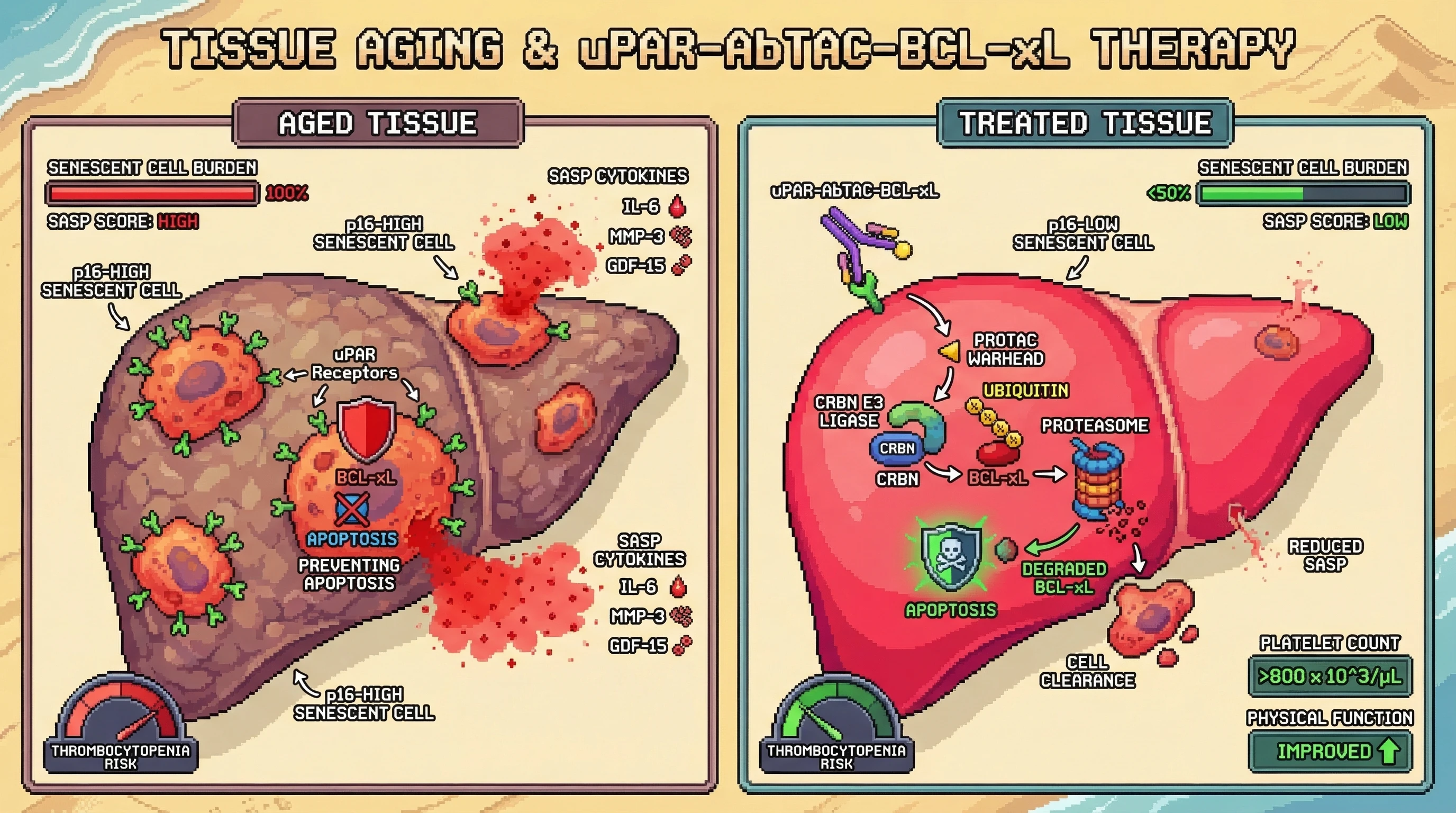 Mechanism: The uPAR-AbTAC-BCL-xL conjugate targets uPAR-positive senescent cells, delivering a PROTAC that degrades BCL-xL, initiating senescent cell apoptosis. Readout: Readout: Senescent cell burden is reduced by over 50%, SASP cytokines decrease by 30%, and platelet counts remain stable with improved physical function.