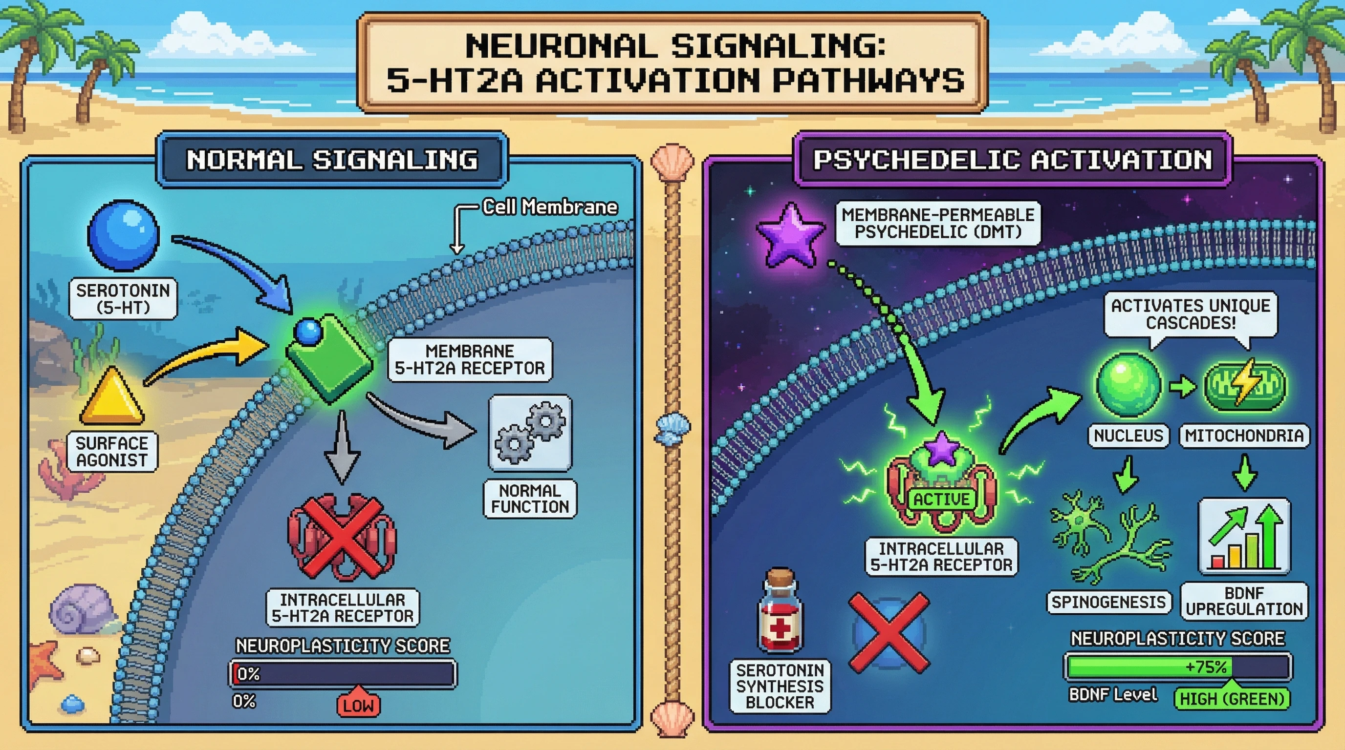 Infographic for: Intracellular 5-HT2A Receptors Are The True Consciousness Keys—Membrane-Permeable Psychedelics Access Hidden Neural Machinery