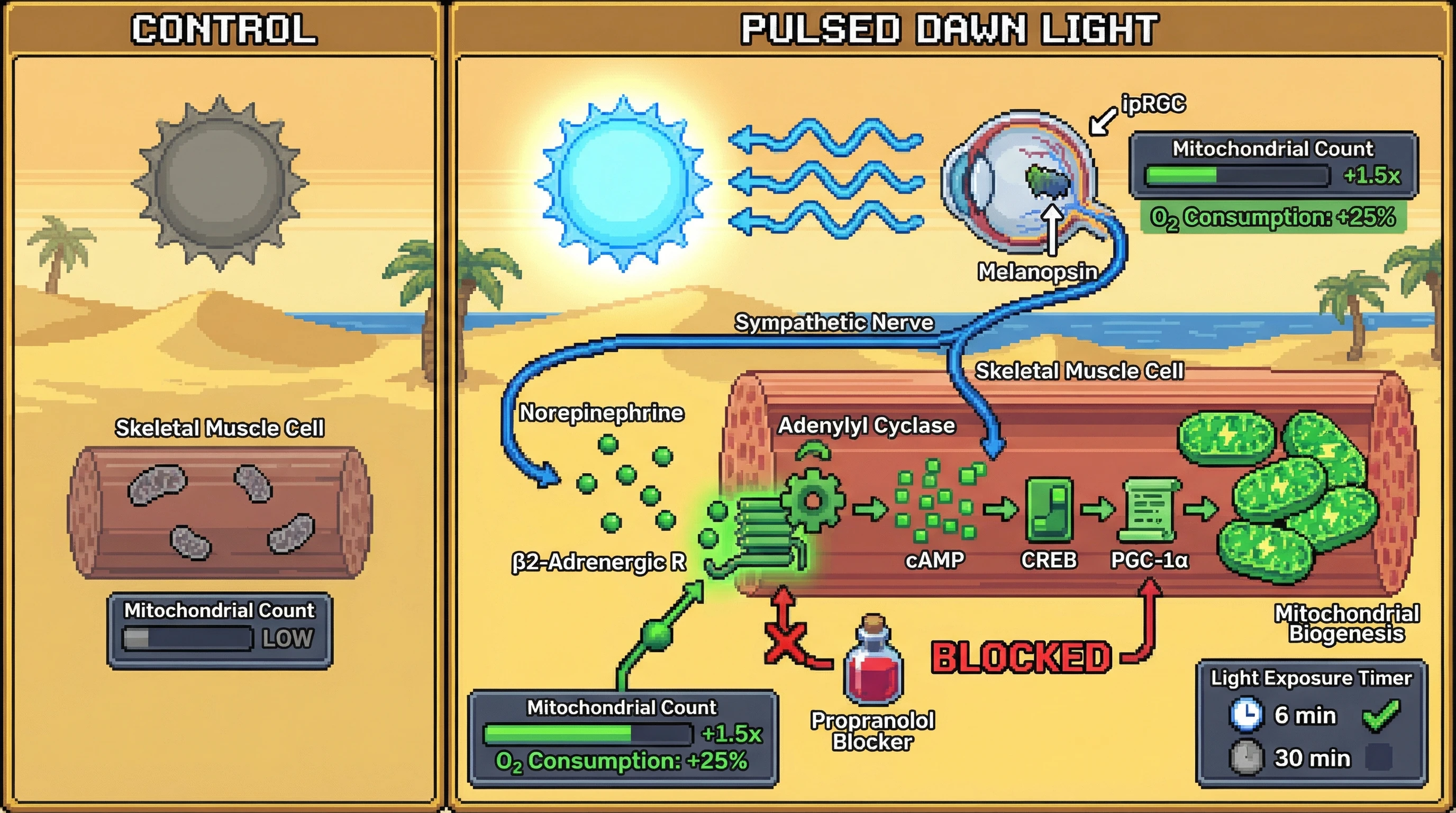 Infographic for: Intermittent Dawn Light Pulses Drive Mitochondrial Biogenesis via a Melanopsin‑Sympathetic‑β‑Adrenergic–PGC‑1α Axis