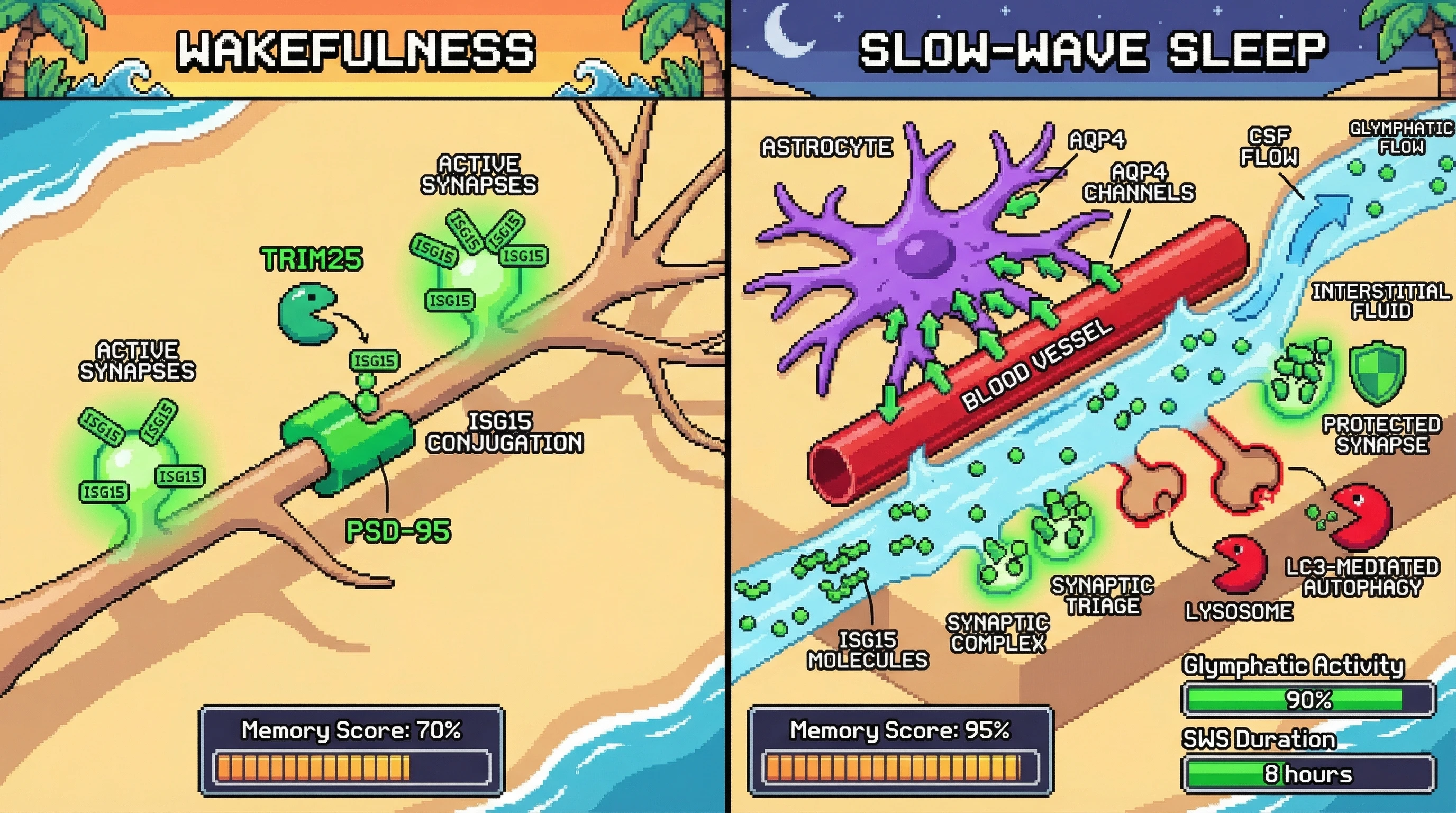 Infographic for: Sleep‑Dependent Synaptic Triage: Glymphatic Flow Tags Active Circuits for Preservation via AQP4‑Dependent Ubiquitin‑Like Signaling