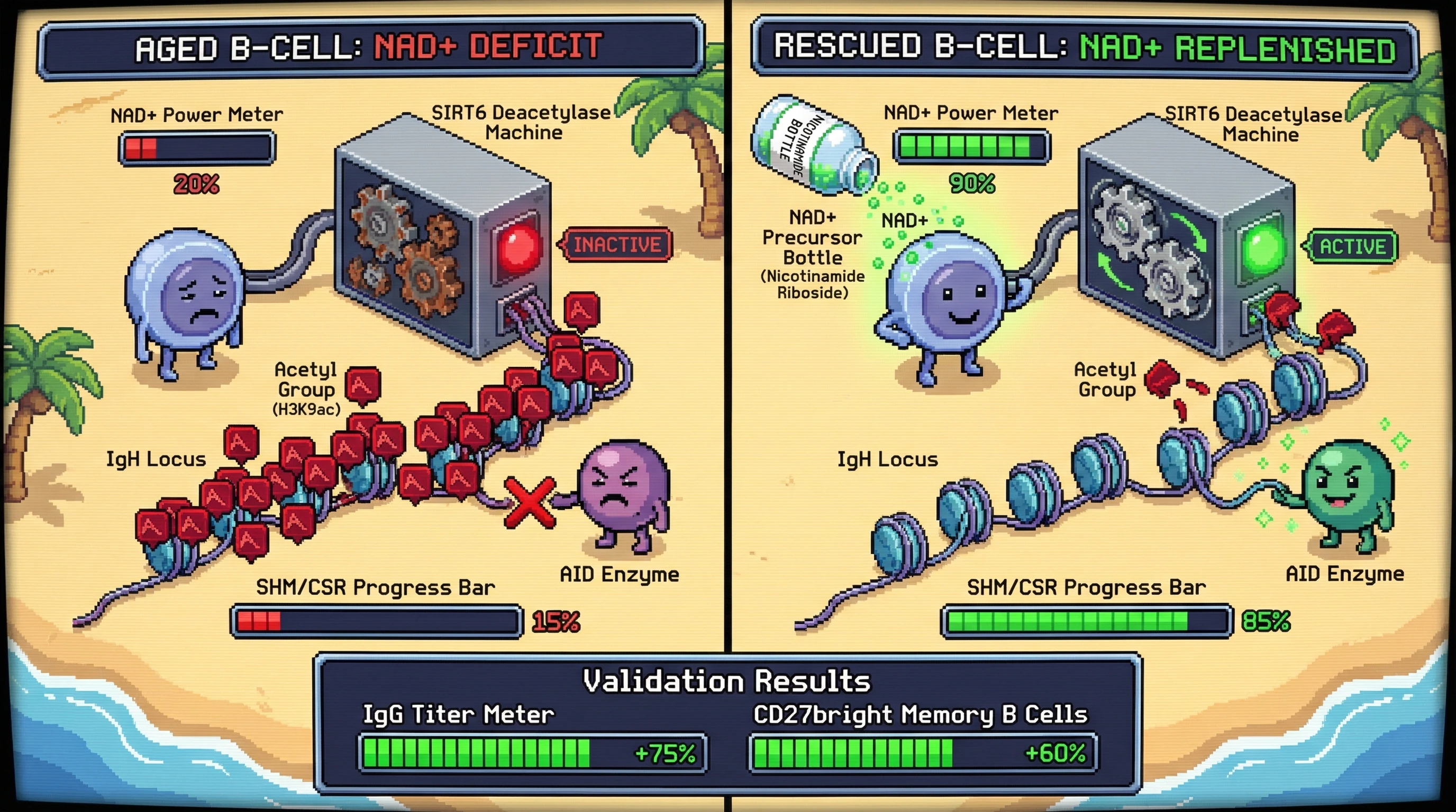 Infographic for: NAD+‑SIRT6 Axis Links Metabolic Aging to B‑Cell Intrinsic Defects in Somatic Hypermutation and Class Switch Recombination