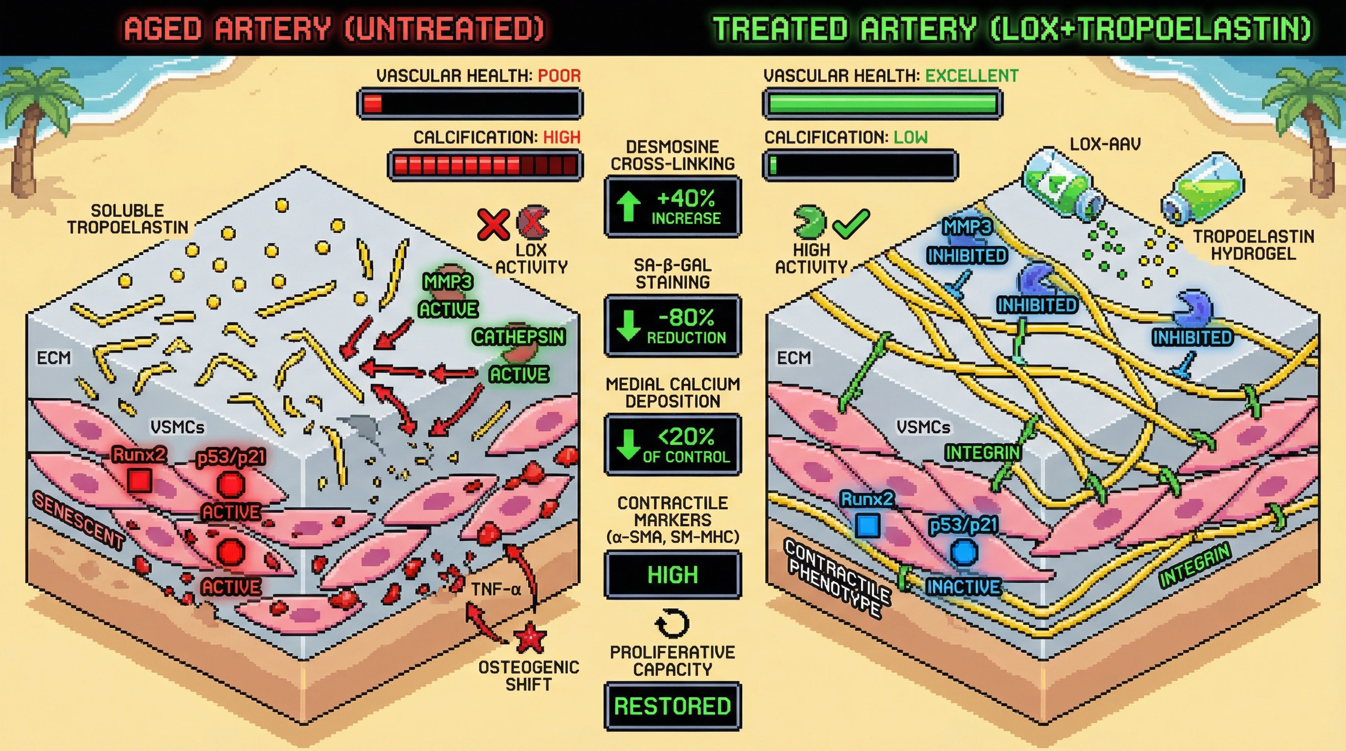Infographic for: Restoring Lysyl Oxidase Activity Coupled with Tropoelastin Supplementation Prevents VSMC Senescence and Calcification in Aging Vasculature