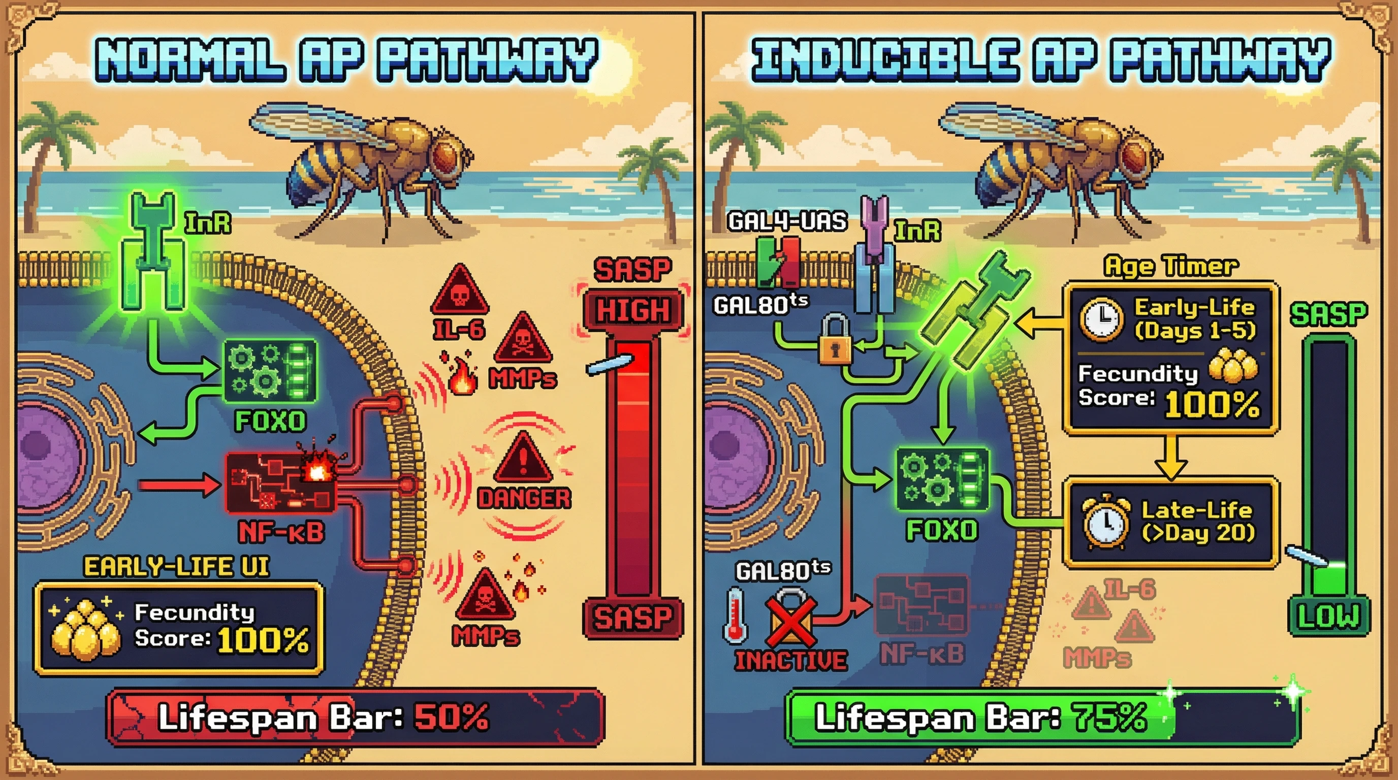 Infographic for: Temporalcontrol of antagonistic pleiotropy genes uncouples early‑life fitness benefits from late‑life senescence signaling