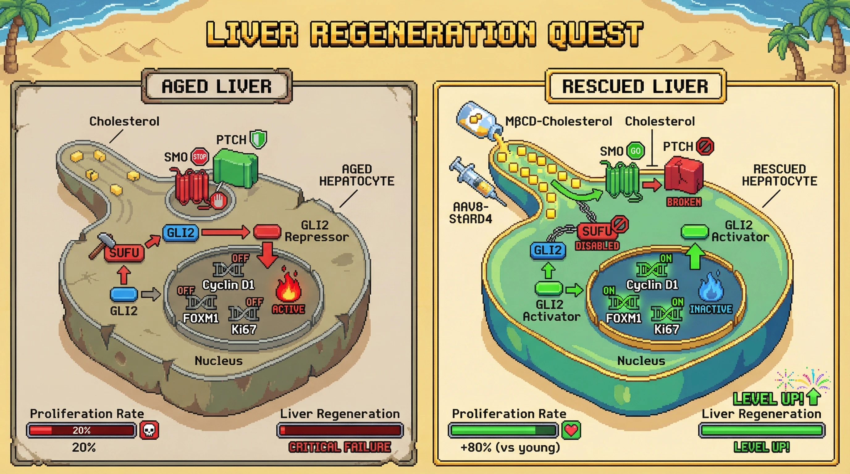 Mechanism: Age-related ciliary cholesterol depletion traps SMO, leading to GLI2 repressor formation and impaired hepatocyte proliferation. Readout: Readout: Cholesterol repletion restores ciliary SMO, increases GLI2 activator, and rescues hepatocyte proliferation rates to ~80% of young levels, improving liver regeneration.