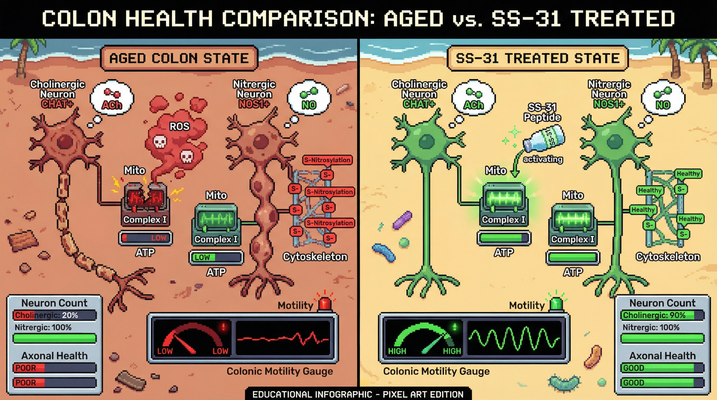 Mechanism: Age-related decline in mitochondrial Complex I activity selectively impairs cholinergic neurons, leading to their loss and nitrergic axonal swelling. Readout: Readout: SS-31 treatment restores cholinergic neuron counts to 90%, improves axonal health, and elevates colonic motility from low to high.
