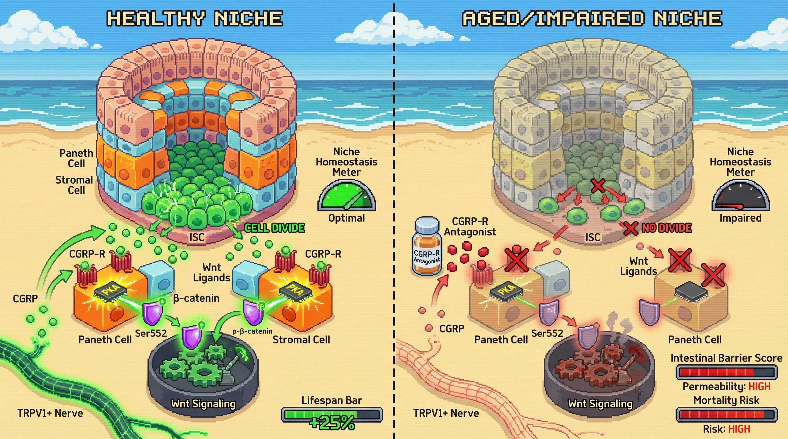 Infographic for: Nociceptor‑Derived CGRP Tunes Wnt/β‑Catenin Activity in the Intestinal Stem Cell Niche to Couple Pain Signaling with Tissue Renewal