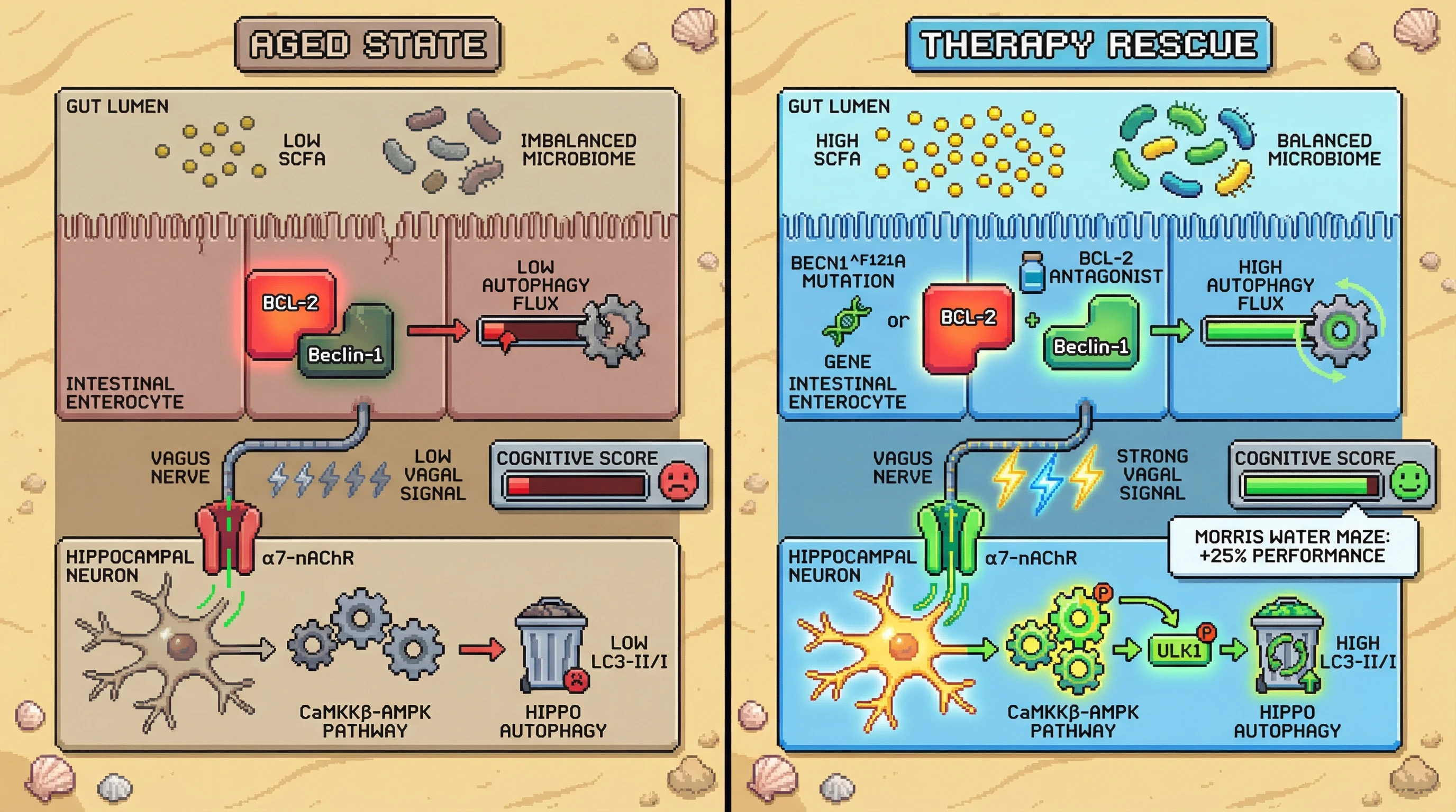 Infographic for: Intestinal BCL-2/Beclin-1 Autophagy Gates Brain Autophagy via Vagal-Mediated SCFA Signaling