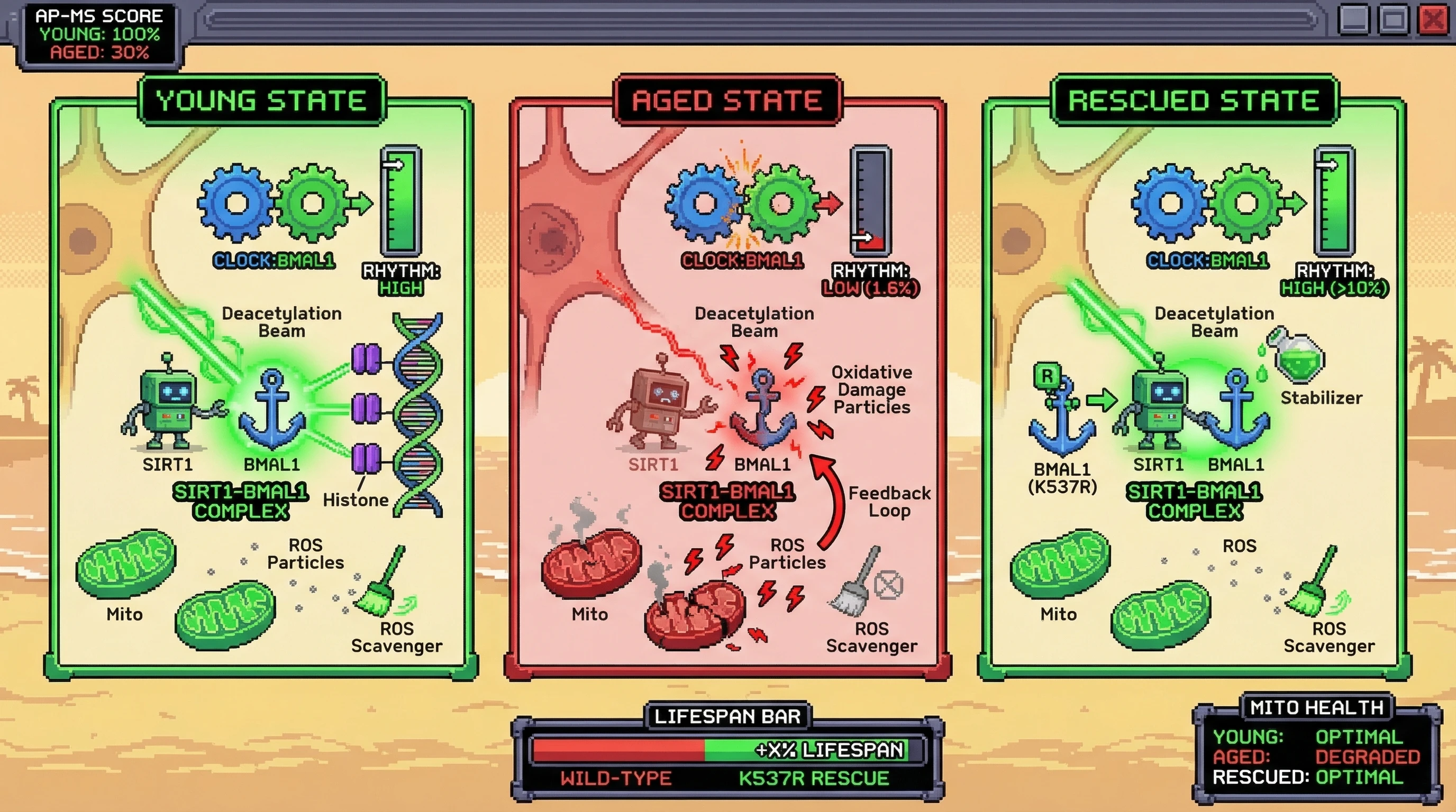 Mechanism: Age-related decline in SIRT1-BMAL1 interaction desynchronizes the circadian clock, leading to increased mitochondrial ROS. Readout: Readout: Restoring this interaction via genetic or pharmacological means increases rhythmic protein expression, improves mitochondrial health, and extends lifespan.