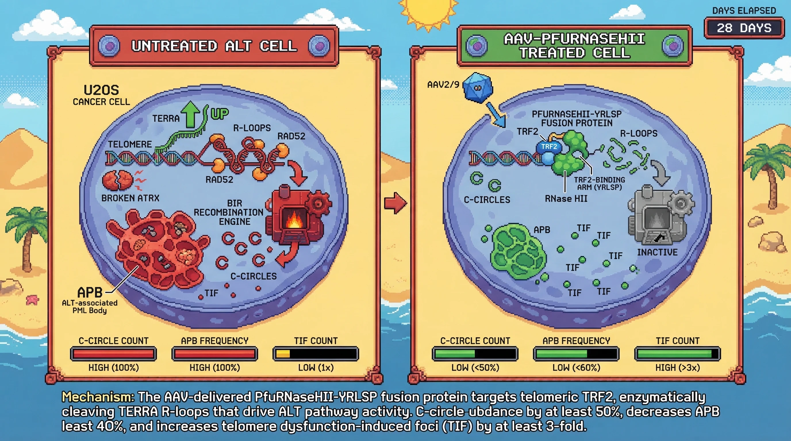 Infographic for: A TRF2 TRFH-docking YRLSP-fusion of archaeal PfuRNaseHII, delivered via AAV2/9 intratumorally, surgically removes TER...