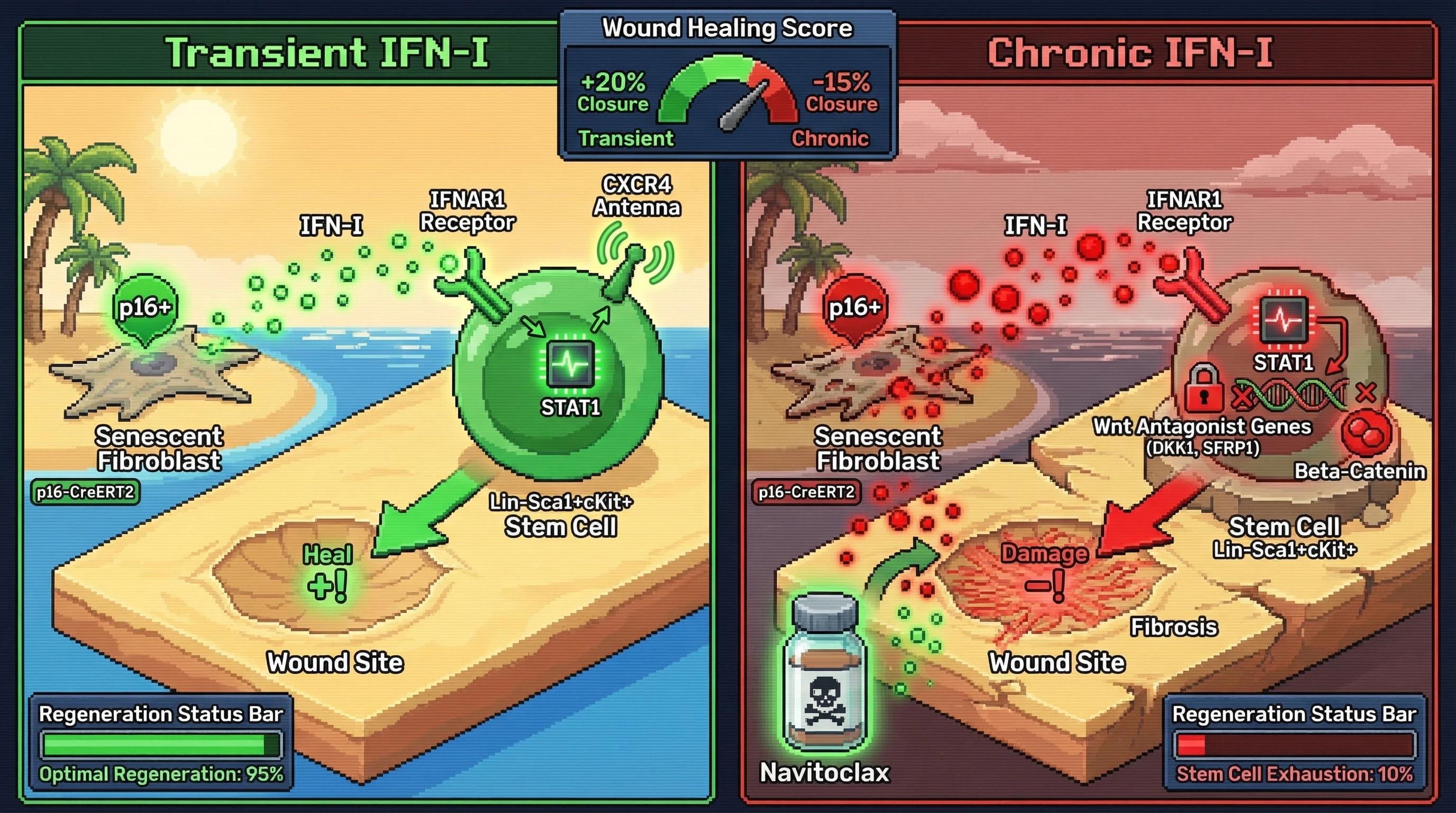 Mechanism: Transient IFN-I from senescent fibroblasts primes stem cells for regeneration by upregulating CXCR4, while chronic IFN-I causes stem cell exhaustion and fibrosis by repressing Wnt antagonists. Readout: Readout: Optimal regeneration is observed with transient IFN-I, whereas chronic IFN-I leads to stem cell exhaustion and impaired wound healing.