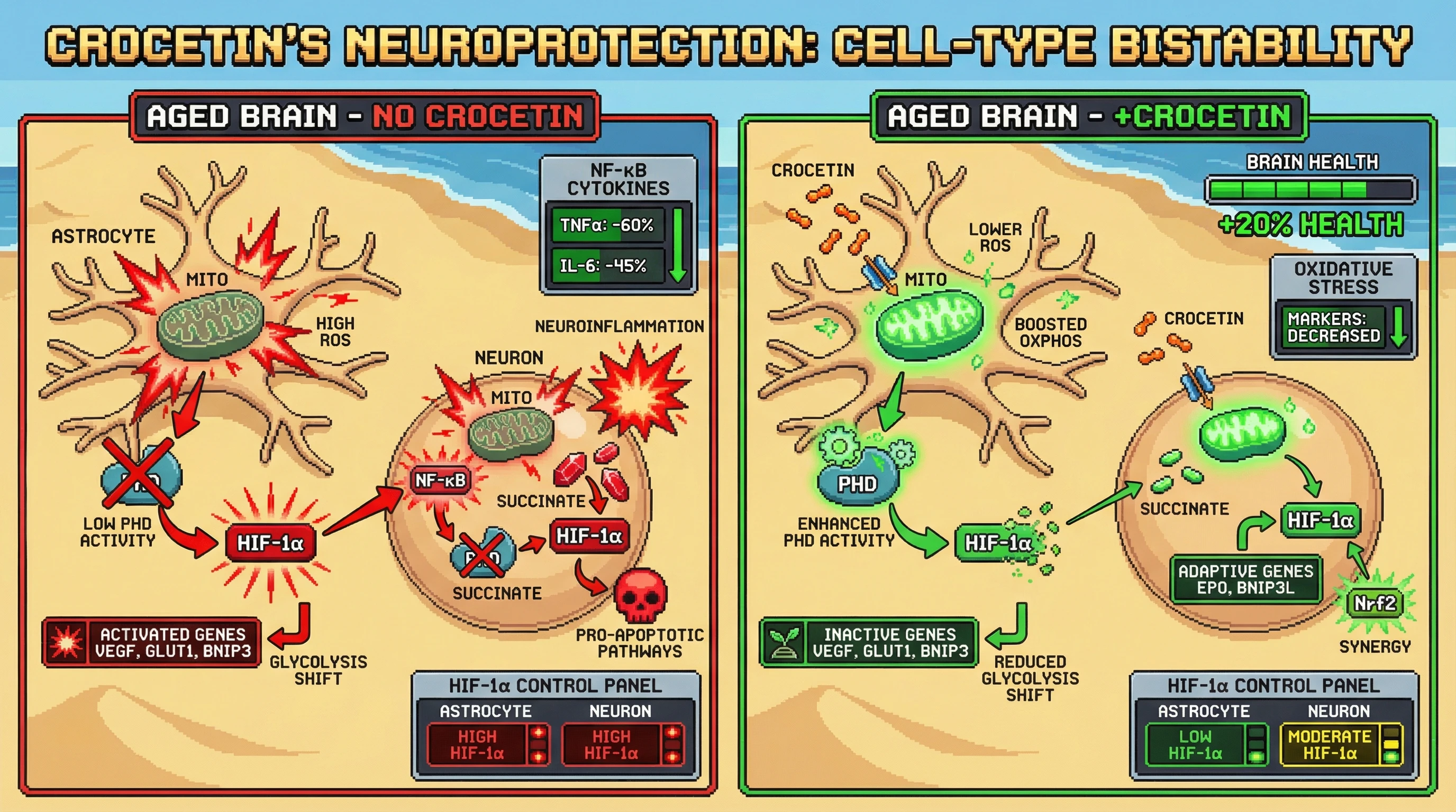 Infographic for: Cell-type-specific HIF-1α bistability as a mechanism for crocetin's differential neuroprotection: astrocytic suppression versus neuronal preservation
