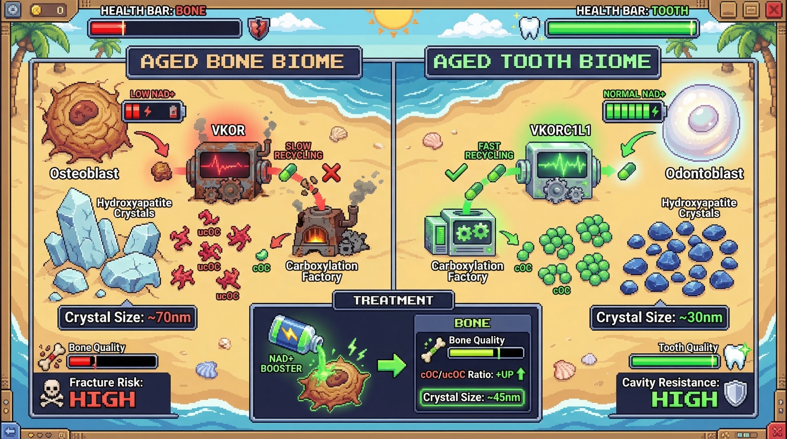 Infographic for: Age‑dependent osteoblast carboxylase dysfunction drives divergent hydroxyapatite crystal remodeling in bone versus tooth via localized vitamin K recycling