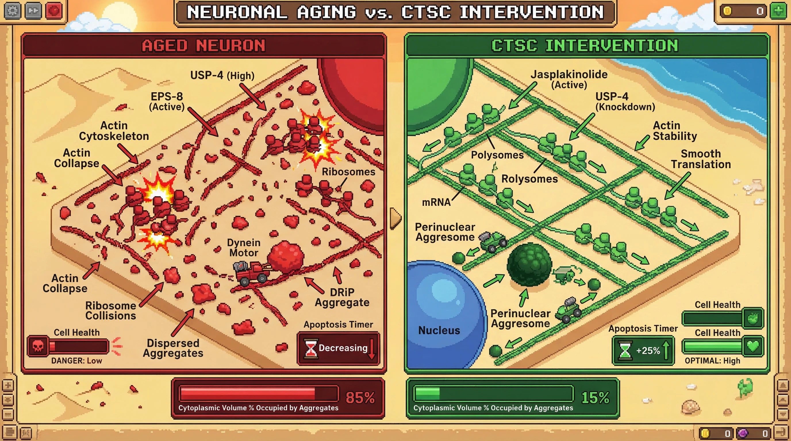 Infographic for: The Cytoskeleton-Translation Spatial Coupling (CTSC) Hypothesis: Actin Collapse Drives Ribosome Stalling and Volume-Dependent Aggregome Toxicity