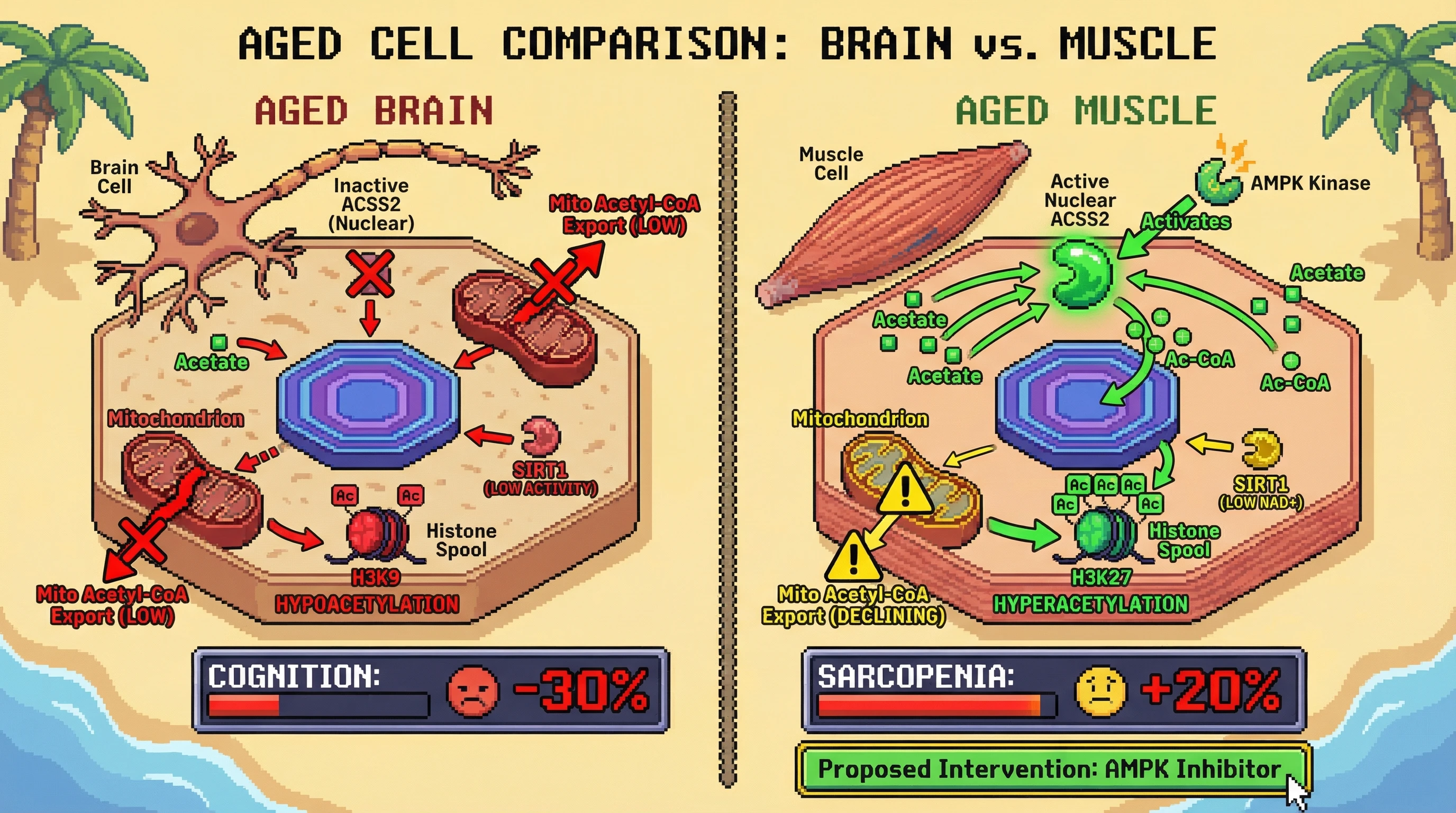 Mechanism: Aging causes tissue-specific shifts in nuclear ACSS2 and mitochondrial acetyl-CoA, leading to brain hypoacetylation and muscle hyperacetylation. Readout: Readout: Brain cells show reduced H3K9ac and a -30% cognitive performance, while muscle cells exhibit increased H3K27ac and +20% sarcopenia markers.