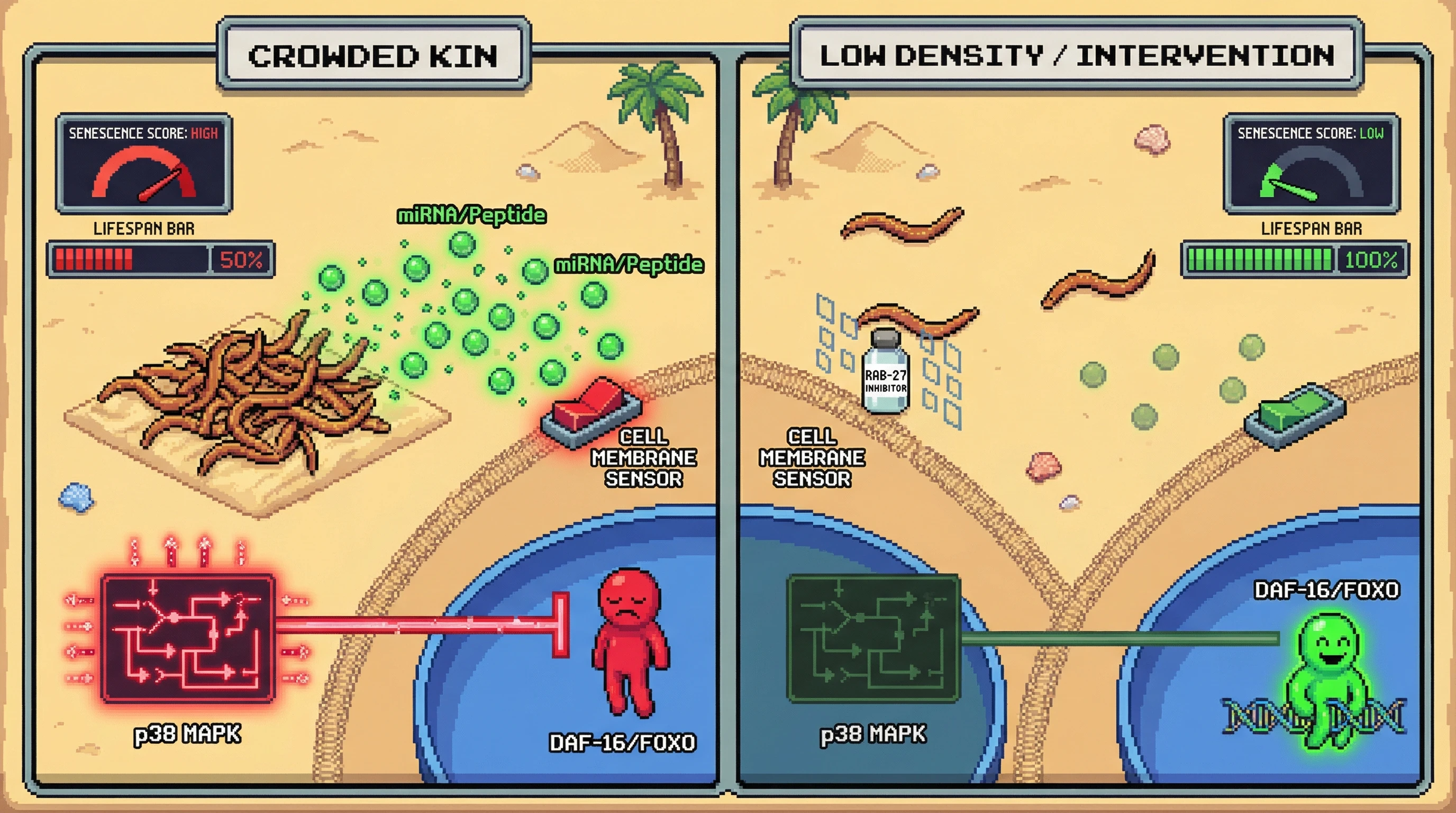 Infographic for: Population Density as a Regulated Signal of Programmed Aging: A Testable Mechanism Linking Kin Crowding to Senescence Pathways