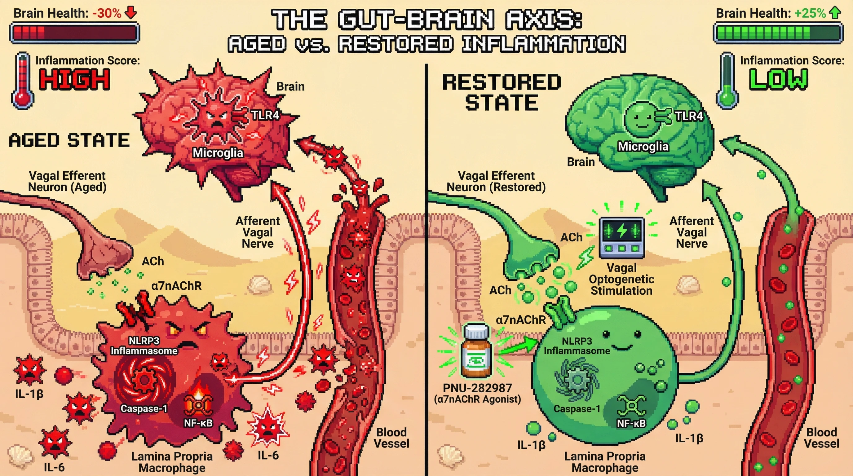 Infographic for: Bottom‑up longevity: vagal efferent loss drives gut NLRP3/IL‑6 dysregulation and accelerates brain aging