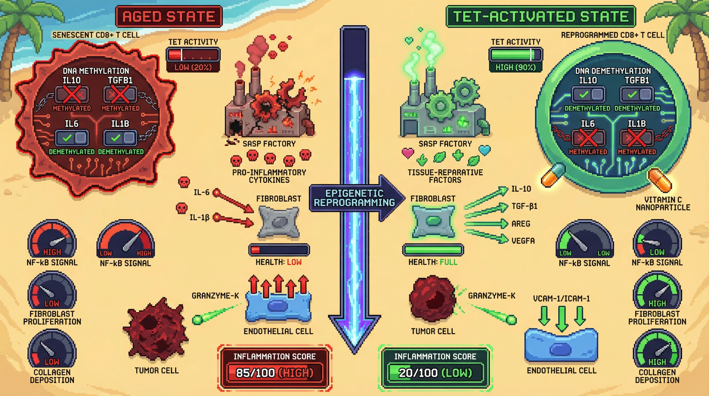 Mechanism: Activating TET enzymes with Vitamin C in senescent T cells epigenetically reprograms their SASP from pro-inflammatory to tissue-reparative. Readout: Readout: This shift reduces NF-kB signaling and inflammation, while increasing fibroblast proliferation and collagen deposition, without impairing tumor surveillance.