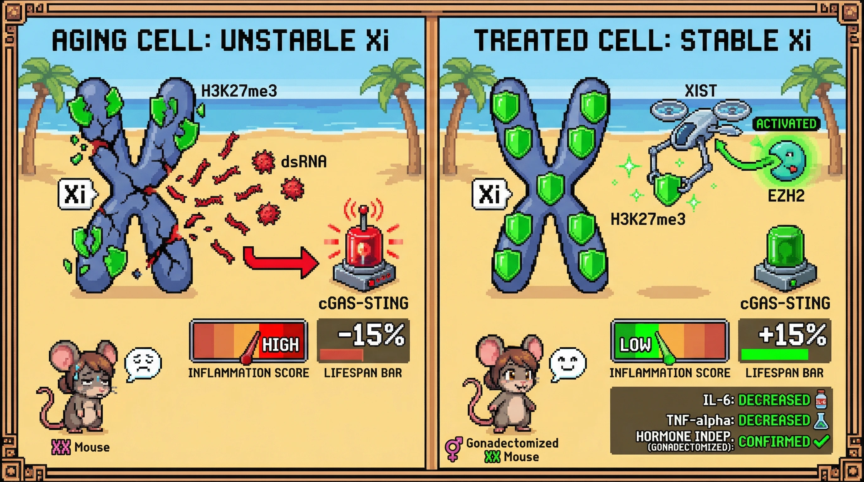 Infographic for: Stabilizing the Inactive X Chromosome Epigenetic State Prevents Stochastic Gene Escape and Innate Immune Activation to Extend Lifespan