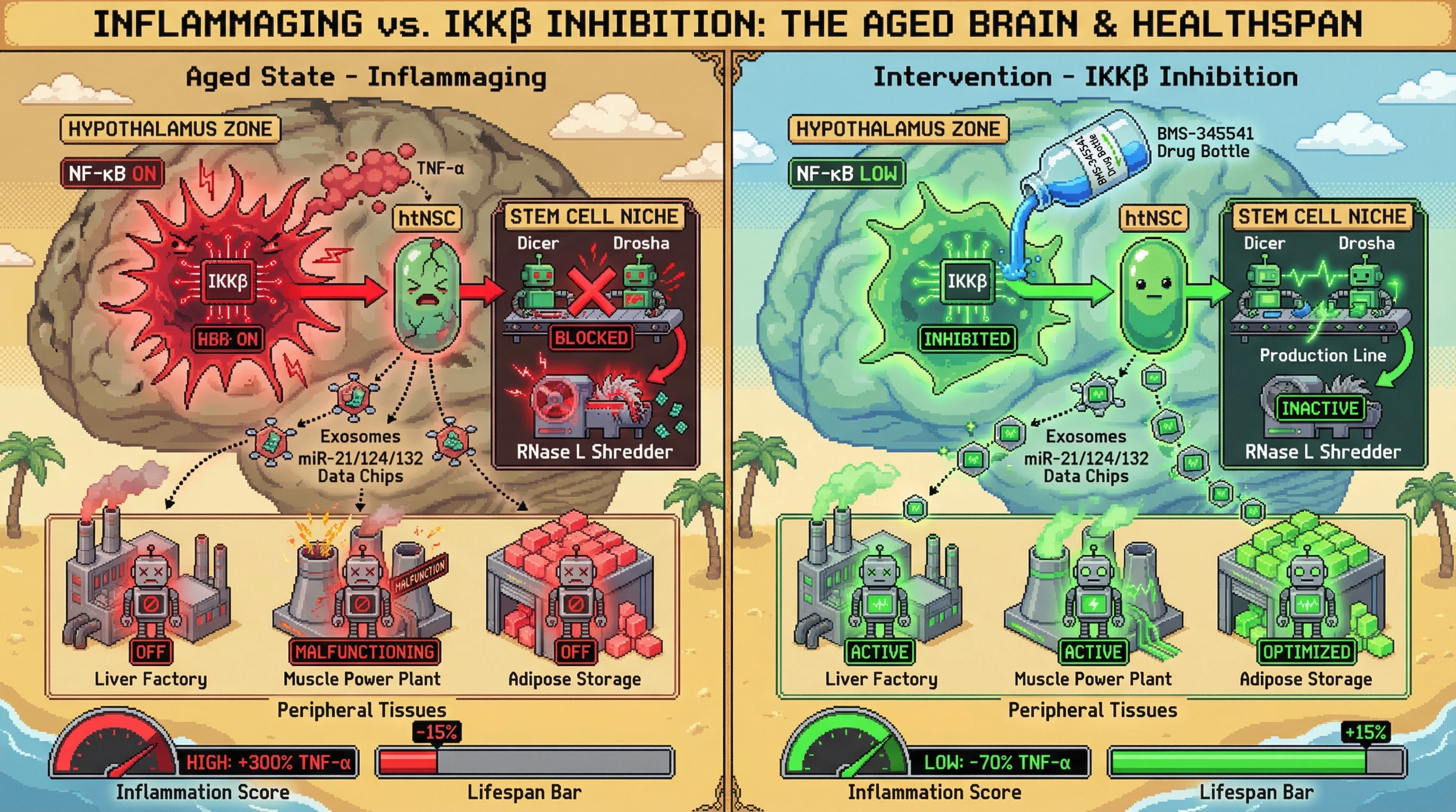 Infographic for: IKKβ/NF‑β‑driven exosomal miRNA loss links hypothalamic stem cell failure to systemic inflammaging