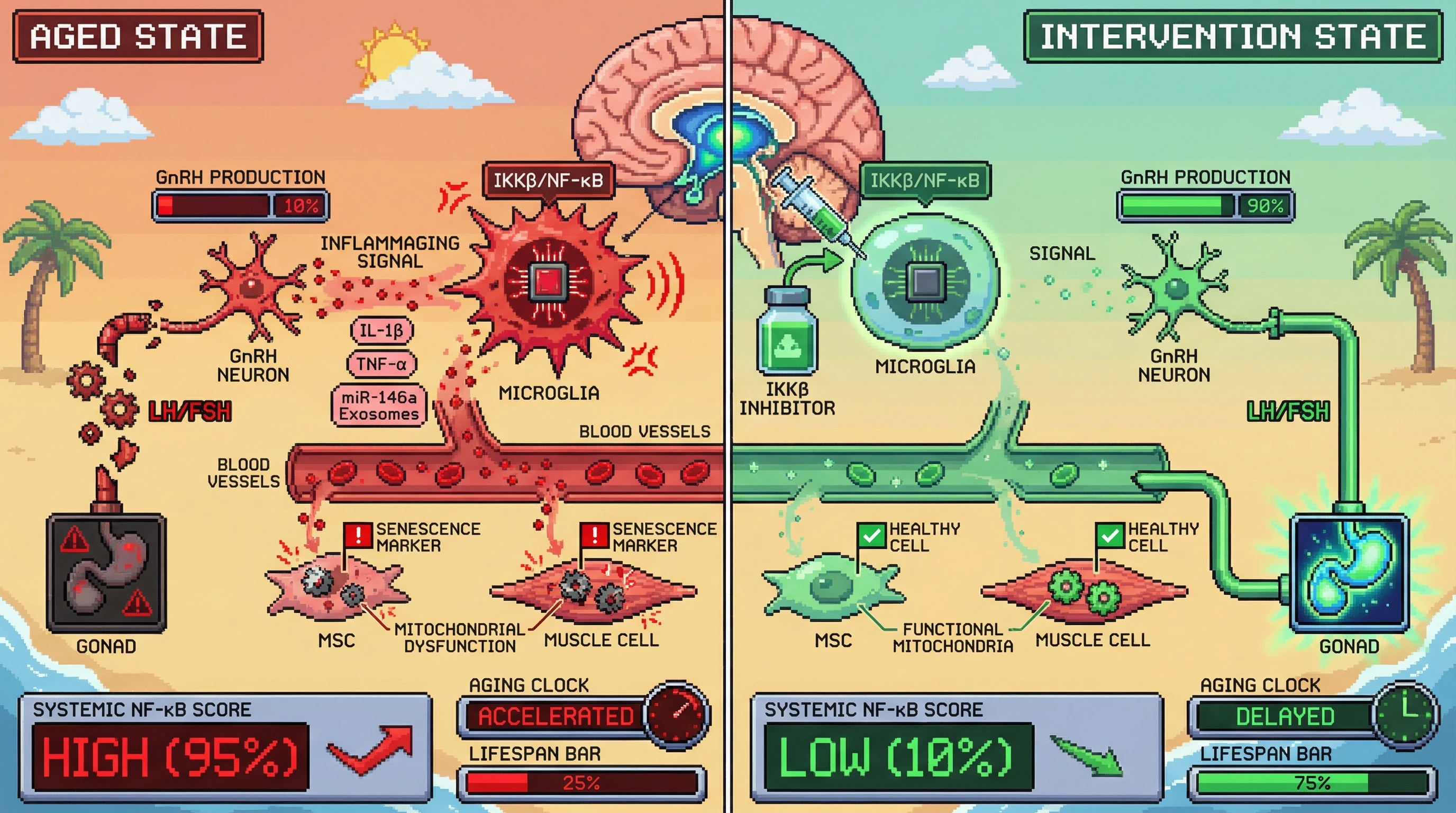 Infographic for: Hypothalamic IKKβ/NF-κB–driven GnRH suppression initiates a feed‑forward loop of microglial activation that amplifies systemic inflammaging and drives hallmarks of aging