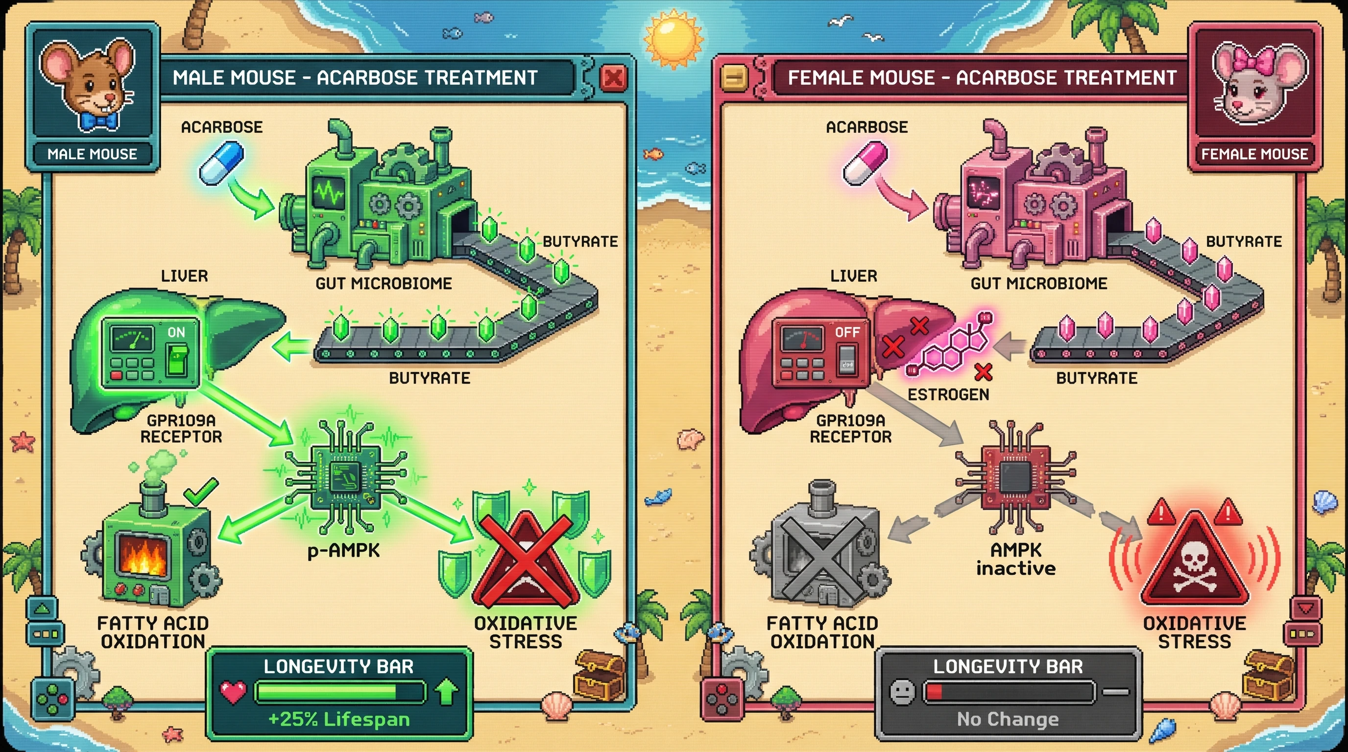 Infographic for: Sex‑Specific Hepatic AMPK Activation Mediates Acarbose‑Induced Longevity via Microbiota‑Derived Butyrate Signaling