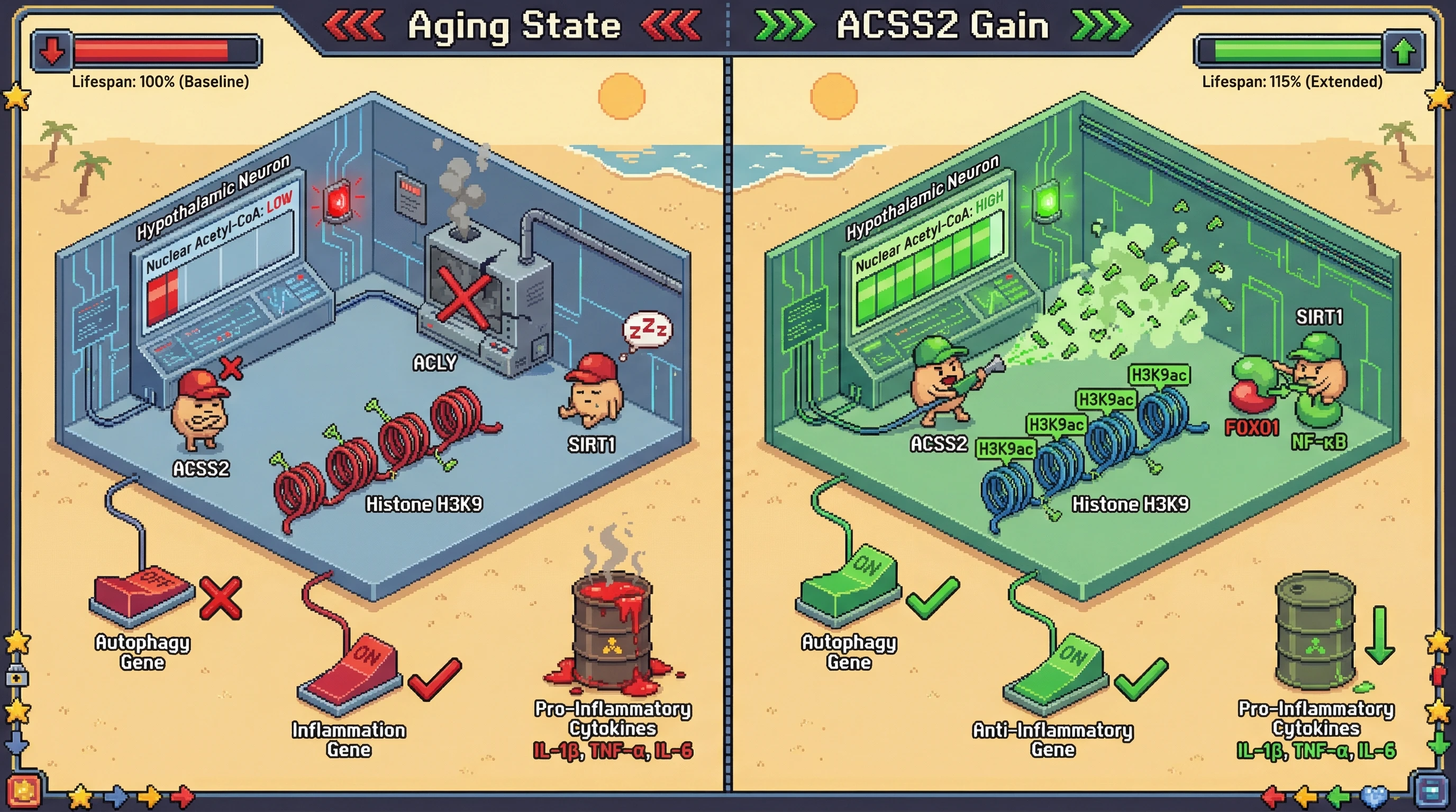 Infographic for: Neuronal nuclear ACSS2 drives SIRT1‑dependent autophagy and anti‑inflammatory programs to regulate systemic aging
