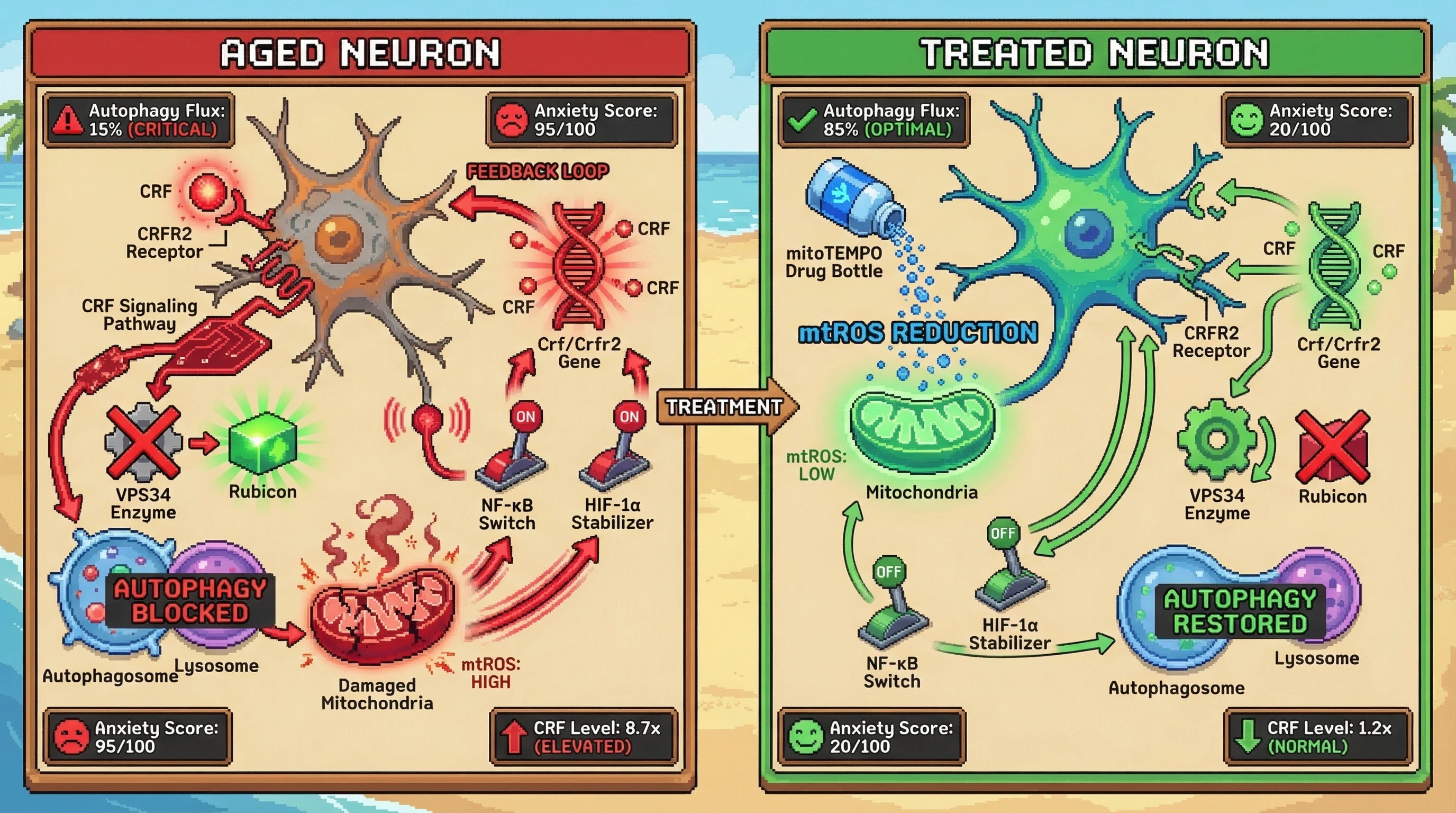 Infographic for: CRF‑Driven Mitochondrial Retrograde Signaling Locks Autophagy in a Suppressed State in the Aged Amygdala