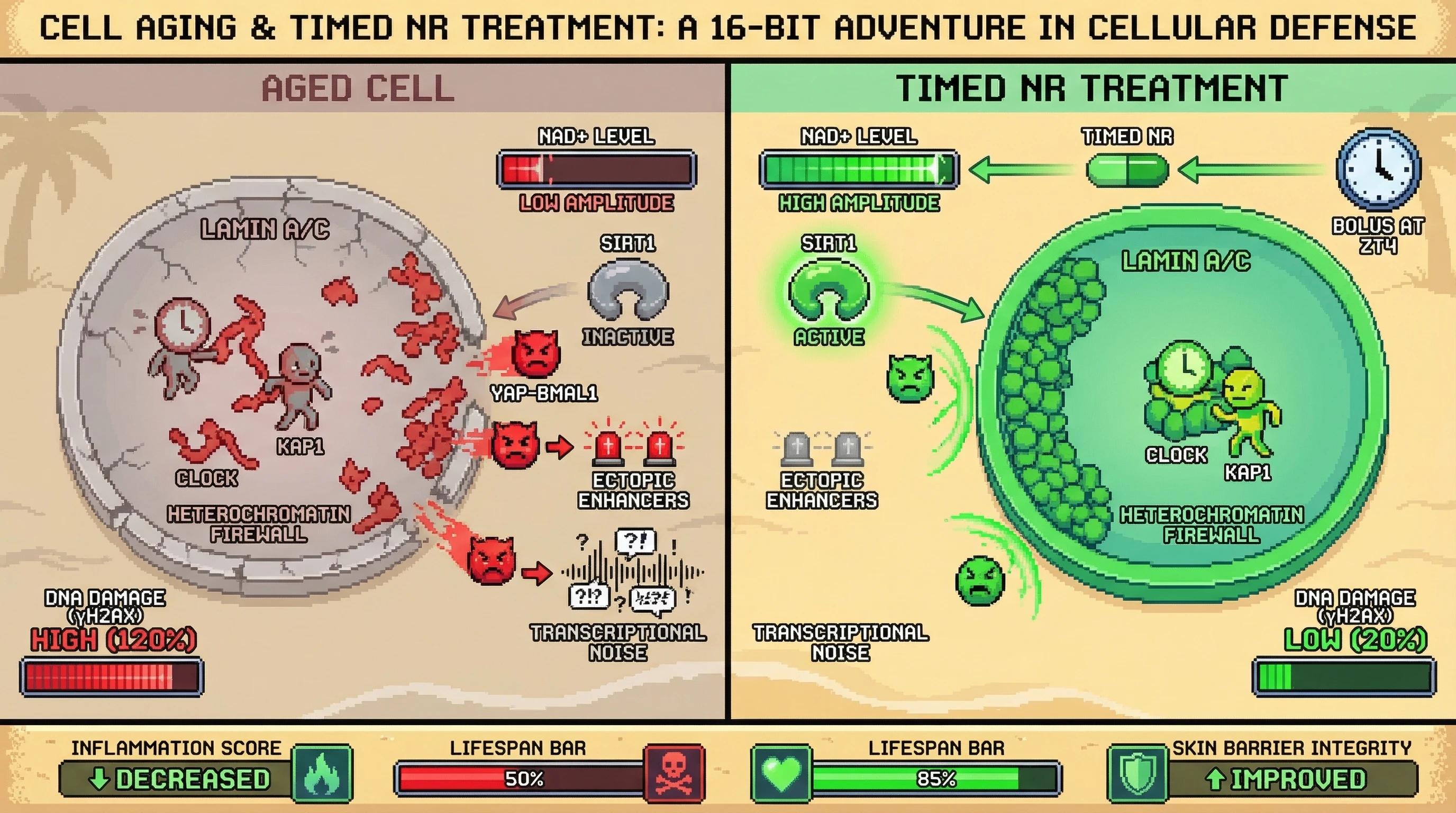 Infographic for: Chronotherapeutic NAD+ Repletion Reinforces the CLOCK‑KAP1‑Lamina Heterochromatin Firewall to Reverse Epigenetic Drift in Aging