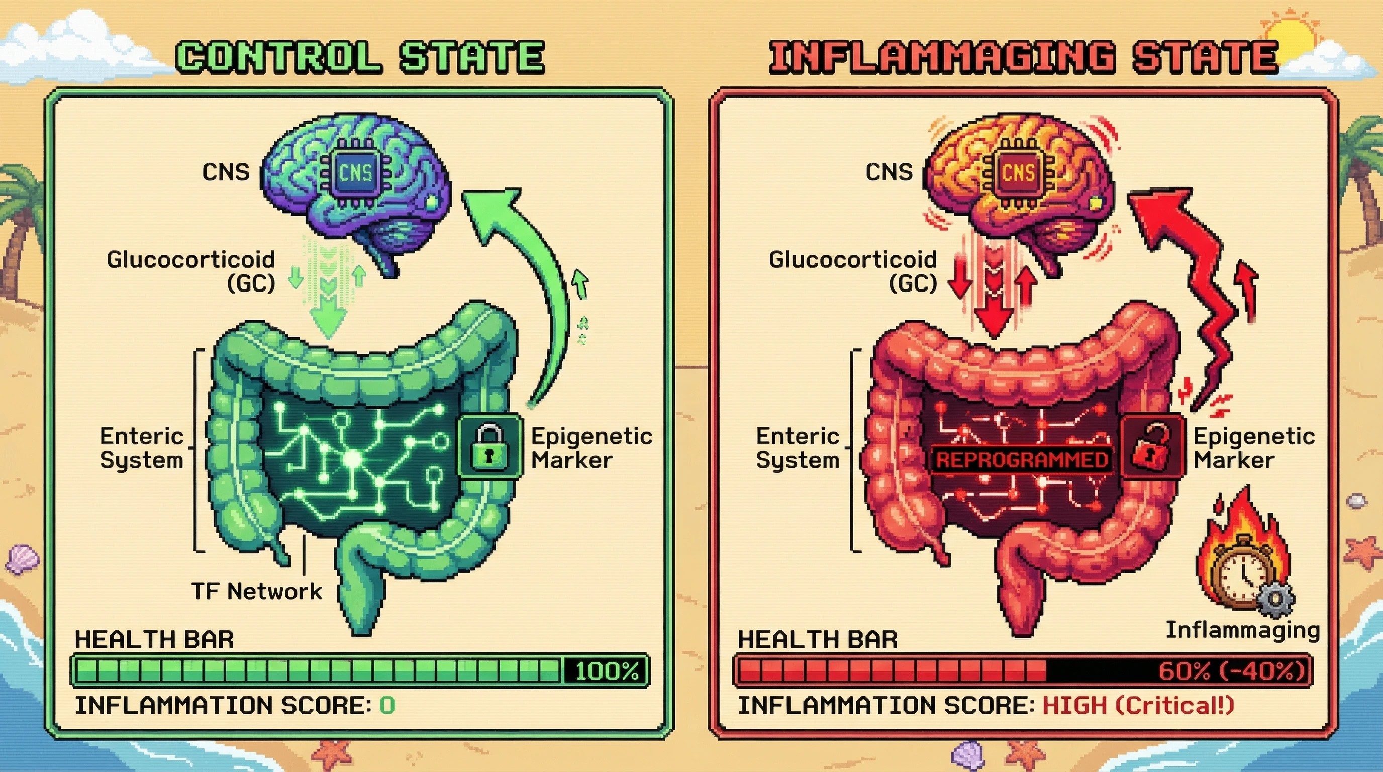 Infographic for: CNS glucocorticoid reprogramming of enteric TF networks drives inflammaging via bidirectional gut‑brain epigenetic feedback