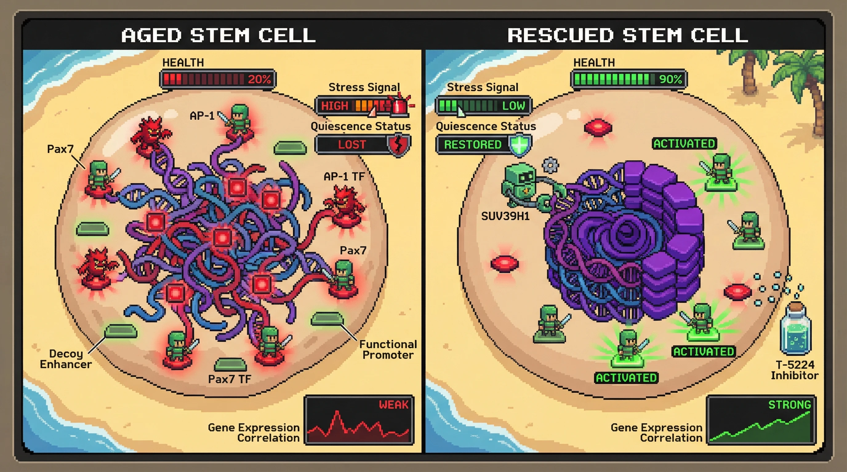 Mechanism: In aged stem cells, heterochromatin loss creates 'decoy enhancers' that sequester quiescence-maintaining TFs like Pax7, while increasing stress-responsive AP-1 binding, leading to quiescence loss. Readout: Readout: Restoring heterochromatin via SUV39H1 or inhibiting AP-1 with T-5224 rescues Pax7 promoter occupancy, restores quiescence, and improves gene expression correlation.