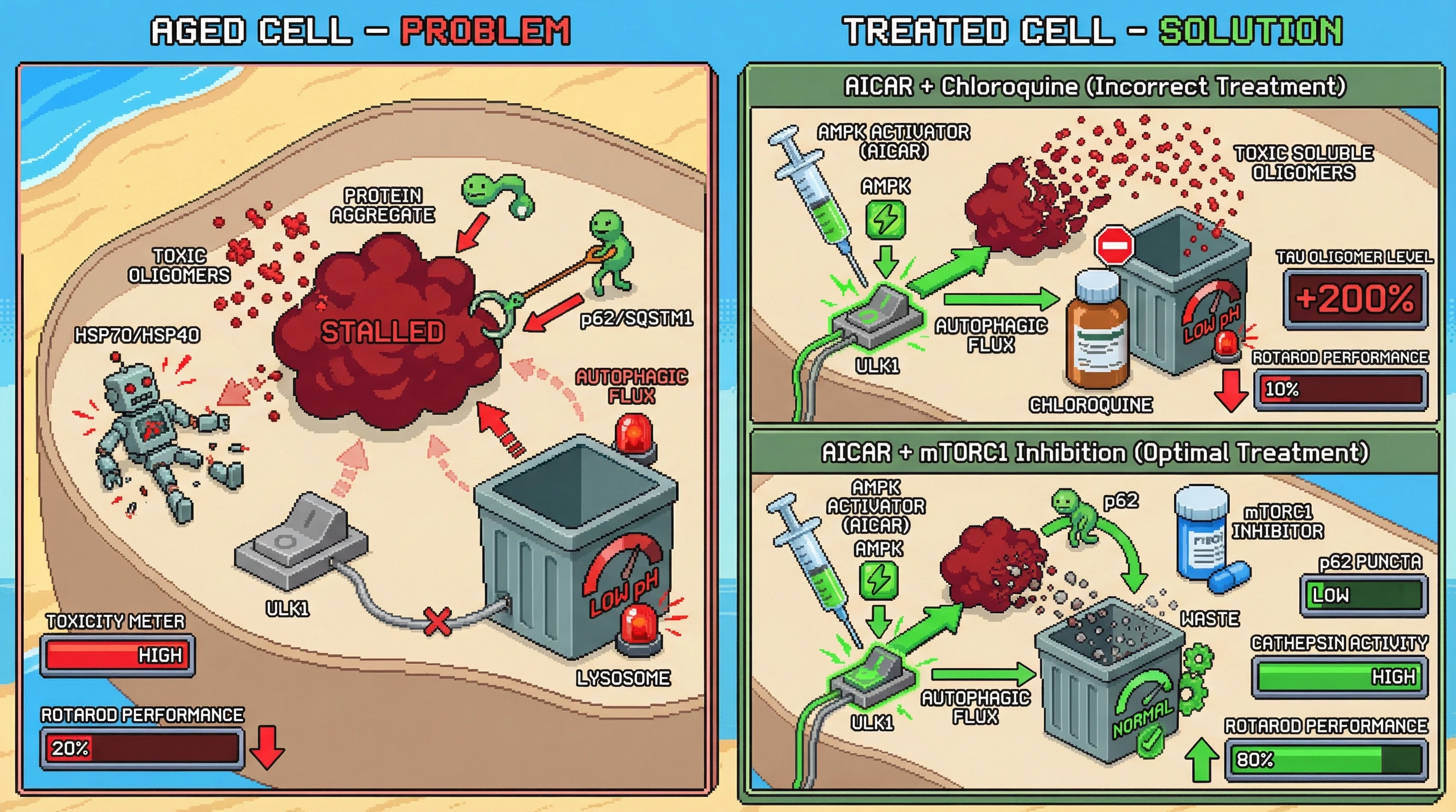 Infographic for: Aggregates as stalled phase-separated condensates: re-evaluating the protective role of protein aggregation in aging