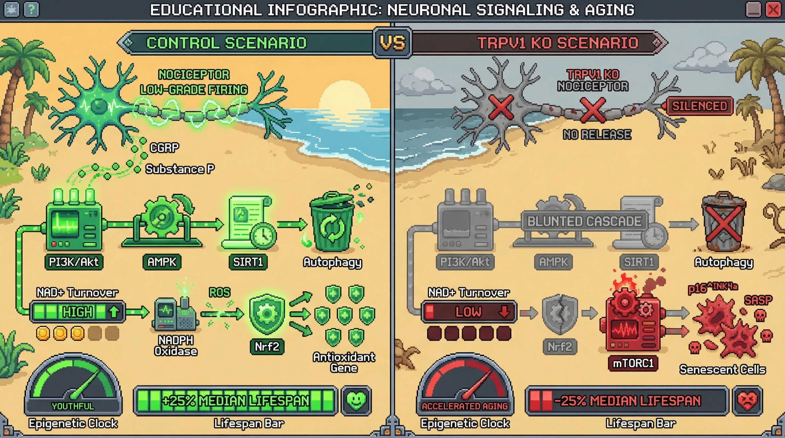 Mechanism: Persistent low-grade nociceptor activity releases CGRP/Substance P, activating hormetic pathways like PI3K/Akt and AMPK, which promotes cellular health. Readout: Readout: Silencing nociceptors accelerates epigenetic aging and reduces lifespan, while their activity maintains youthful epigenetic markers and extends lifespan.