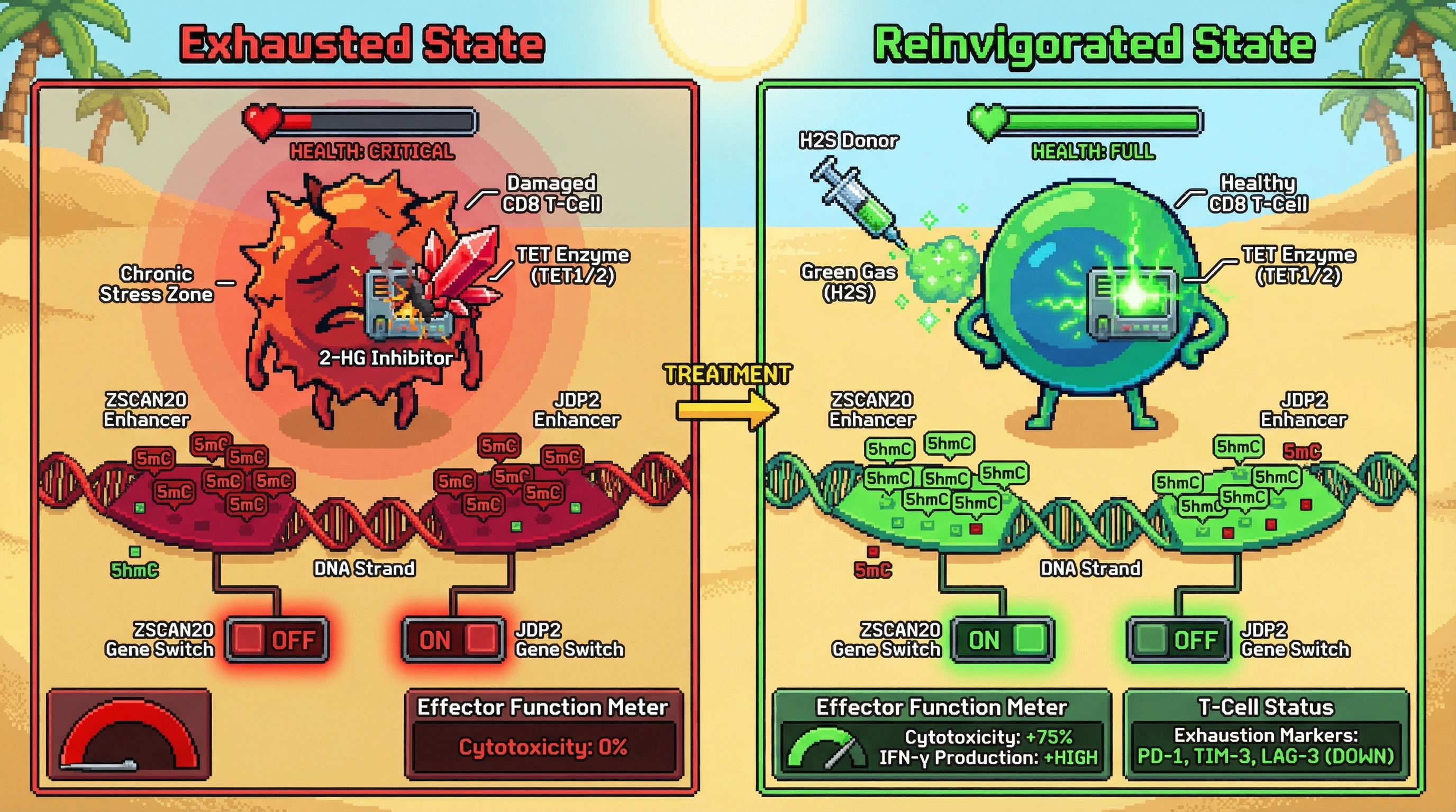 Infographic for: TET-mediated5hmC erosion at ZSCAN20 and JDP2 enhancers drives CD8 T-cell exhaustion and is reversible by H2S-induced TET activation
