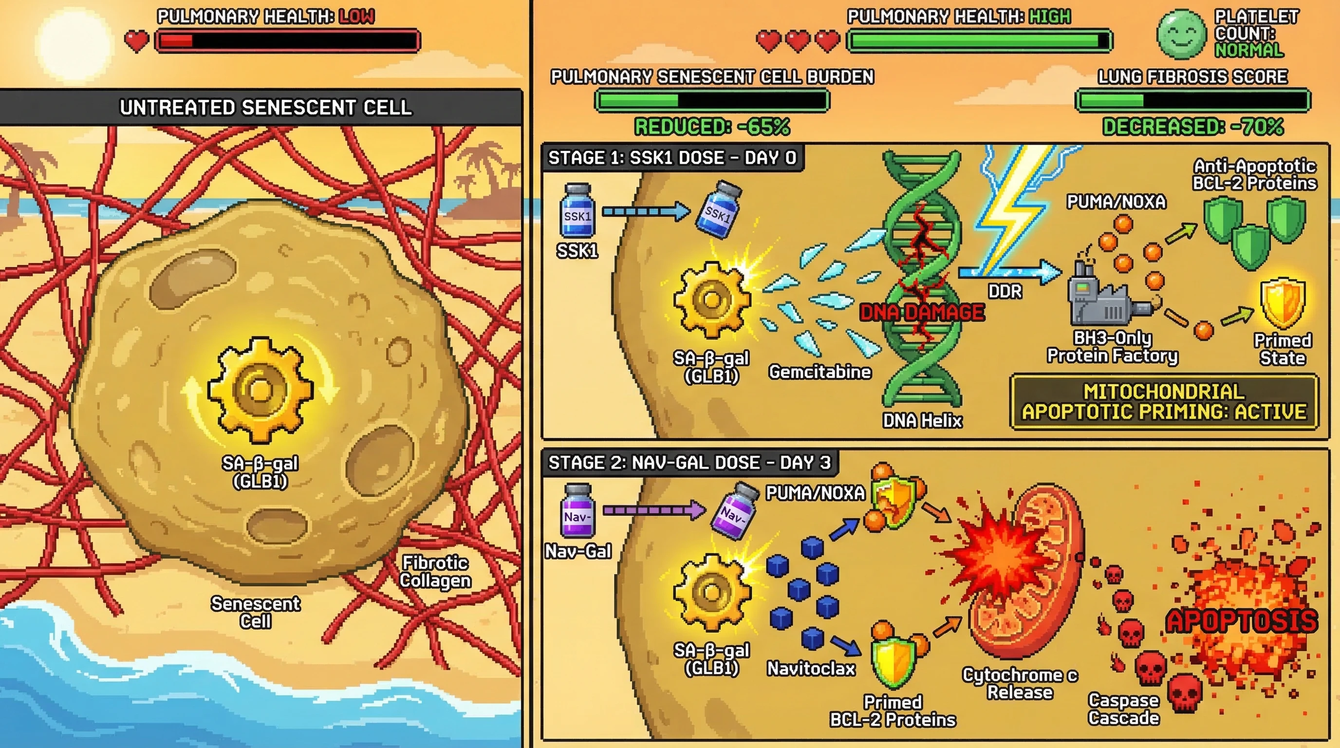 Infographic for: Sequential SSK1-then-Nav-Gal dual SA-β-gal-targeted senolytic dosing exploits oncology-derived BH3 priming logic to c...